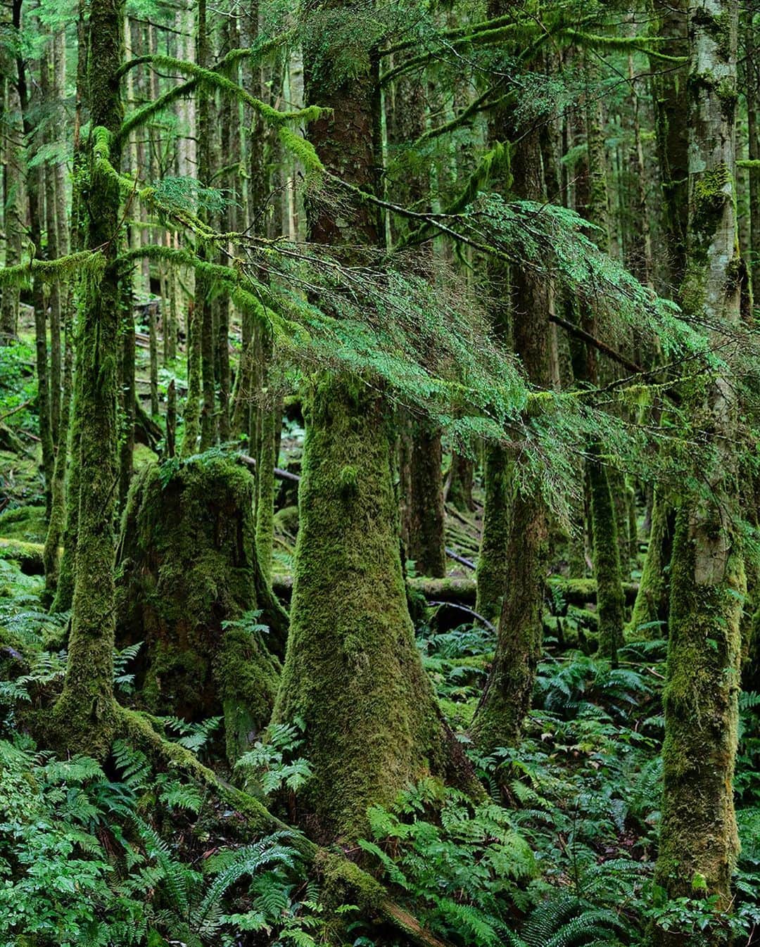 ナショナルジオグラフィックさんのインスタグラム写真 - (ナショナルジオグラフィックInstagram)「Photo by @paulnicklen / Shooting in the northern coastal forests of British Columbia allows me an opportunity to commune with the incredibly rare spirit (or Kermode) bears. Being native to Canada, they hold a special place in my heart, and I have spent weeks at a time searching for them, returning home empty-handed on many occasions. It is always a challenge to embrace the fact I have very little control over my subject matter, but the most rewarding experiences and truly unique photographs often spring from rare and unexpected moments. Follow me @paulnicklen for an in-depth and intimate look at how these bears live. #bear #spiritbear #BC #canada #rainforest」2月17日 0時38分 - natgeo