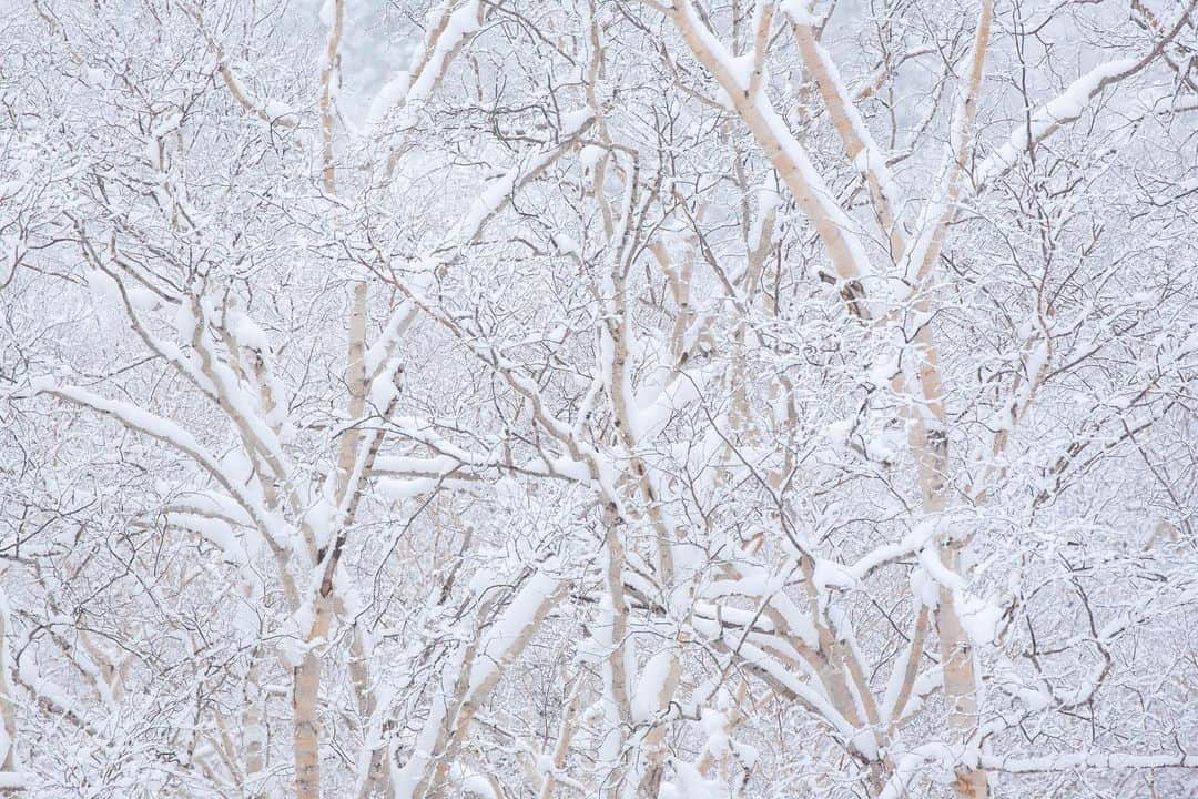 National Geographic Travelさんのインスタグラム写真 - (National Geographic TravelInstagram)「Photos by Michael Yamashita @yamashitaphoto / White on white: An old-growth forest of birch is buried under a blanket of snow atop Mount Asahidake. Hokkaido’s highest summit is also one of the world's snowiest places, averaging 45 feet (14 meters) of powder a season. #asahidake #daisetsuzannationalpark #hokkaido #snowcoveredtrees #snowmountain」2月17日 0時39分 - natgeotravel