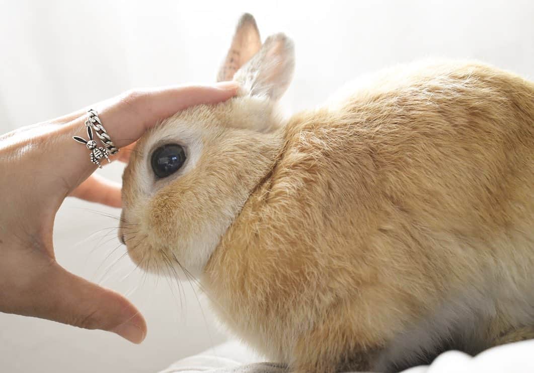 yun.ゆんさんのインスタグラム写真 - (yun.ゆんInstagram)「march.lemon🐻🍋＋cotton.💭 Rabbit motif ring 💍 . . うさぎが揺らめく素敵なシルバーリングをつけた指に… レモンはいつもより甘えん坊ちゃんでした。💘 . . リング部分も鎖のモチーフで甘すぎず、素敵です。🐇✨🥰 @tkt.accessory  Thanks* . . ♪ ♪ ♪ #シルバーリング  #シルバーアクセサリー  うさぎ#ウサギ#ネザーランドドワーフ#レモン#ふわもこ部#マーチ# #rabbits#rabbitsofinstagram #rabbitstagram #petstagram #march#instapet#cutepetclub #instarabbit #bunnies #bunnylove #lapin」2月16日 16時02分 - march.lemon