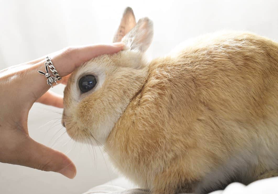 yun.ゆんのインスタグラム：「march.lemon🐻🍋＋cotton.💭 Rabbit motif ring 💍 . . うさぎが揺らめく素敵なシルバーリングをつけた指に… レモンはいつもより甘えん坊ちゃんでした。💘 . . リング部分も鎖のモチーフで甘すぎず、素敵です。🐇✨🥰 @tkt.accessory  Thanks* . . ♪ ♪ ♪ #シルバーリング  #シルバーアクセサリー  うさぎ#ウサギ#ネザーランドドワーフ#レモン#ふわもこ部#マーチ# #rabbits#rabbitsofinstagram #rabbitstagram #petstagram #march#instapet#cutepetclub #instarabbit #bunnies #bunnylove #lapin」
