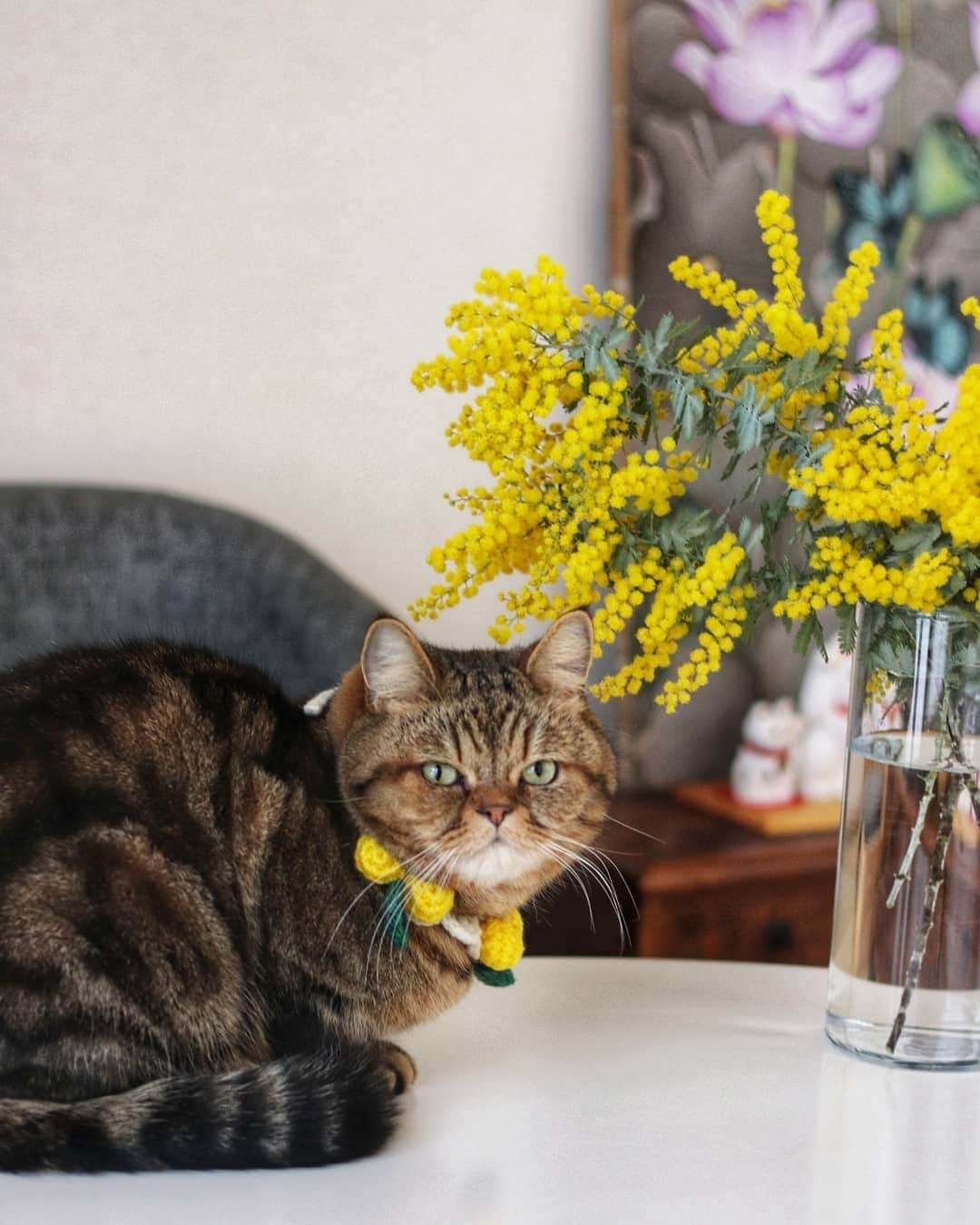 寅次郎（とらちゃん）さんのインスタグラム写真 - (寅次郎（とらちゃん）Instagram)「☆ Mimosa💛 . ②今年も実家の庭のミモザが綺麗に咲いたので、分けてもらいました💛🌿 . #寅コレ #minne #ハンドメイド #つけ襟 #handmade . #cat #cute #にゃんだふるらいふ #無敵の親バカ同盟#にゃんすたぐらむ#ペコねこ部 #ねこ #猫 #猫のいる暮らし #ふわもこ部 #エキゾチックショートヘア #貓」2月16日 16時15分 - torachanthecat