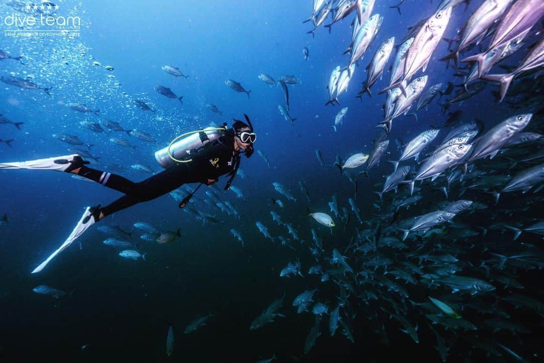 Laila Boonyasakのインスタグラム：「ปลาน่ากินจุงงงง @diveteam_th  @ungfc  @applediveteamth  @tapanaliveaboard」