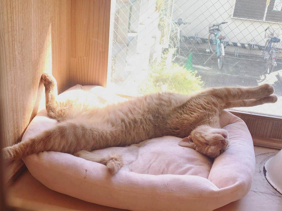 坂本美雨さんのインスタグラム写真 - (坂本美雨Instagram)「ねこが溶ける季節になってきました #ミグノン #コロリ #保護猫」2月16日 16時29分 - miu_sakamoto
