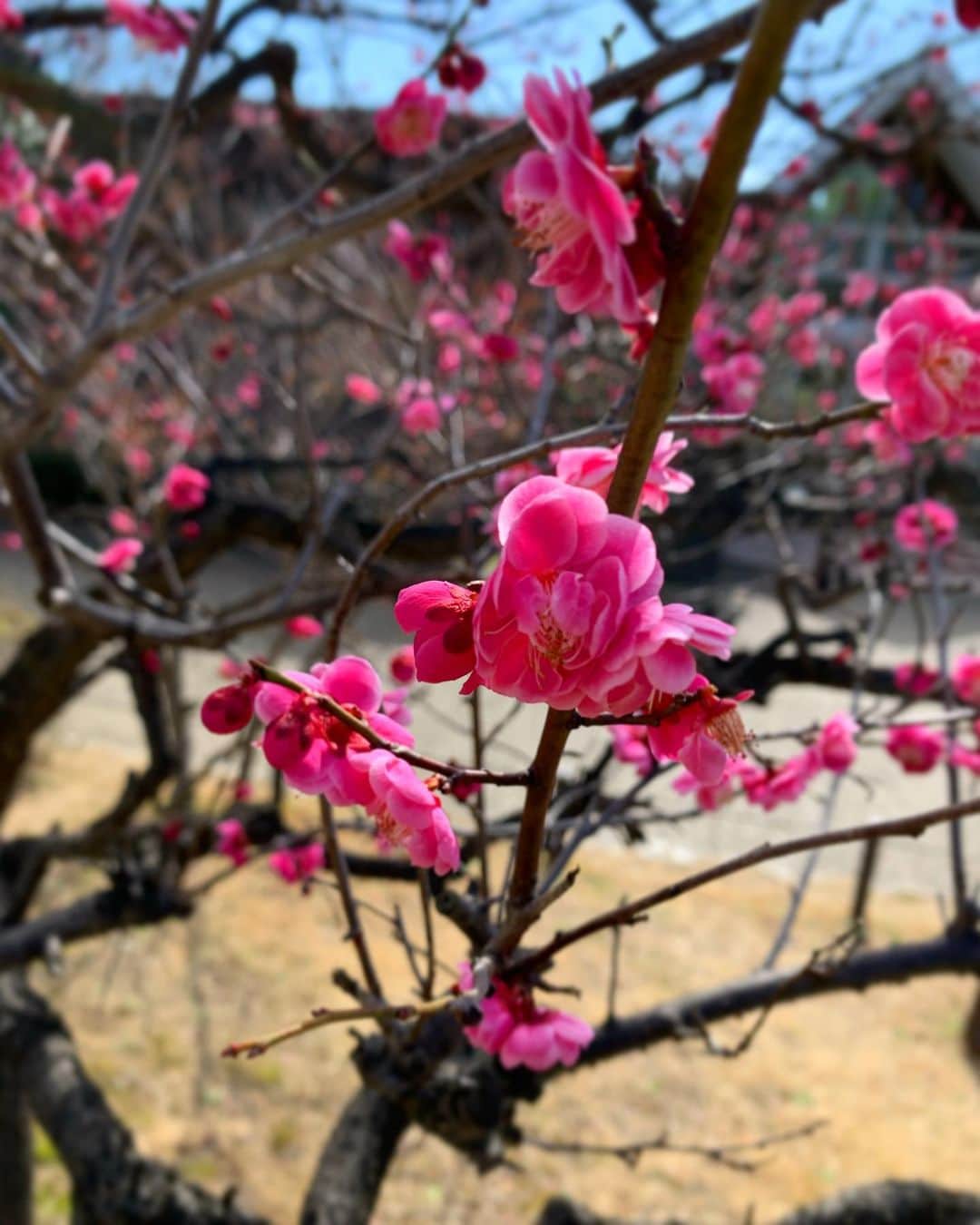 長富彩さんのインスタグラム写真 - (長富彩Instagram)「love  #spring」2月16日 16時32分 - nagatomiaya