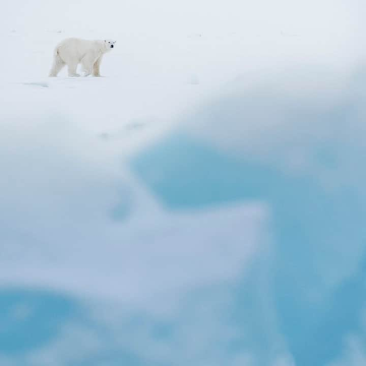 National Geographic Travelさんのインスタグラム写真 - (National Geographic TravelInstagram)「Photo by @daisygilardini / A polar bear hunts among the icebergs in the remote Svalbard archipelago. Polar bears are at the top of the Arctic food chain and are the only truly carnivorous bears. Seals make up 90 percent of their diet. They needn't fear any other species—except humans. Polar bear lives are broken into two seasons. The first is winter, the feasting season, when bears hunt seals while roaming on the pack ice. And then there is summer, the fasting season, when the absence of ice pushes the bears onto land with scarce food sources.  Follow me @daisygilardini for more images and behind-the-scenes stories. #polarbear #wildlifephotography #svalbard #norway #climatechange」2月16日 16時39分 - natgeotravel