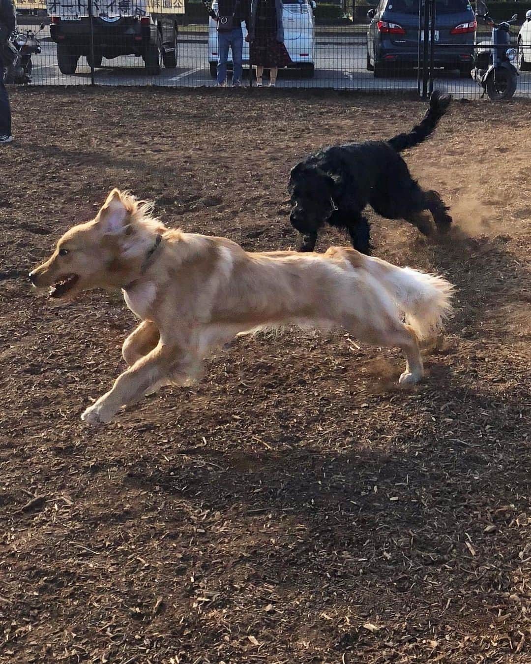 しなしさとこのインスタグラム：「. . おいかけっこ🌸🐕 砂埃をたて猛ダッシュ💨 最近のさくらお嬢は週3〜 4色んなドッグラン通い😊 . .  #しなしさとこ #satokoshinashi #格闘技 #女子格闘技 #ジョシカク#黒シュナ #giantschnauzer #ジャイアントシュナウザー #シュナウザー #schnauzerworld #1歳犬 #シュナスタグラム #ドッグラン #大型犬のいる生活 #大型犬のいる生活#追いかけっこ #しなしさくらお嬢」