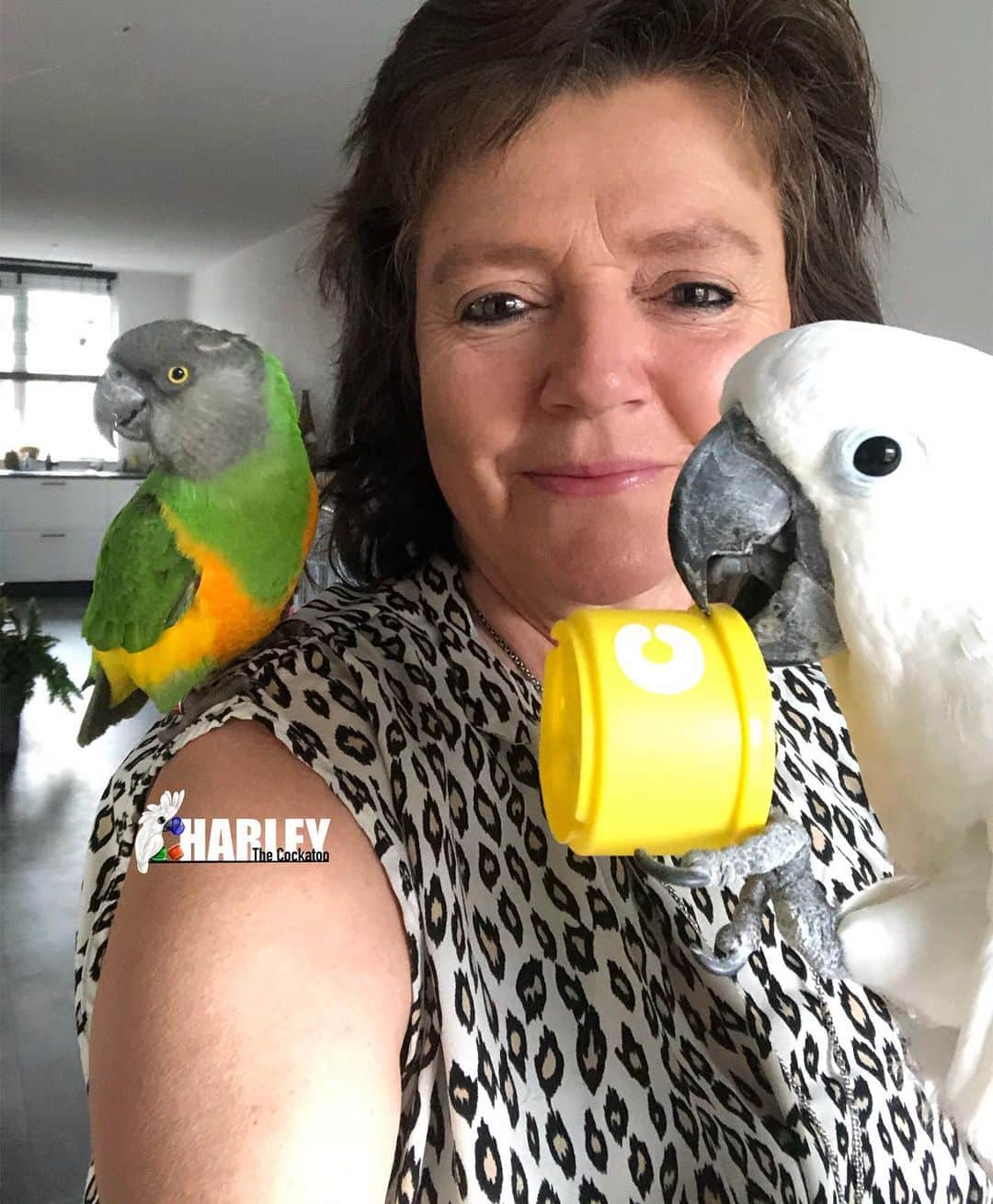 ? Enjoy Harley's Lifeのインスタグラム：「With Mom and Gizmo 💖💙#familytime #familyportrait #happy#love#birds#lifetimecommitment #instabirds」