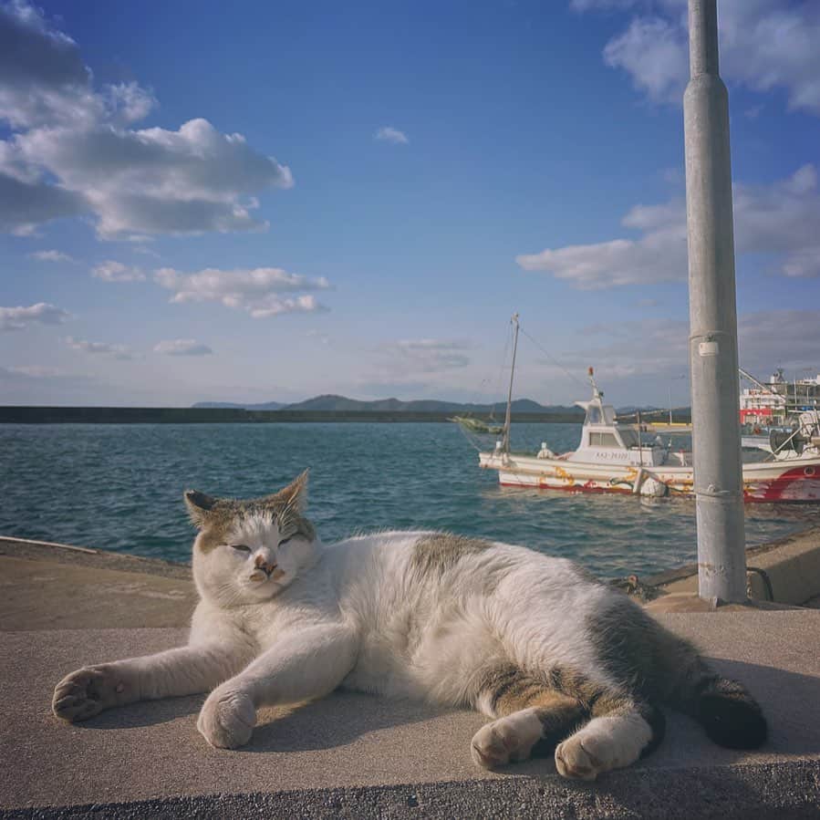 南琴里のインスタグラム：「平和な、くうき☺️🐾 . . この猫ちゃんはとても人懐っこくて、ずーっと私の後をついてきて可愛すぎました！ . . . #猫 #男木島 #男木島の猫 #猫好き部 #動物大好き #野良猫 #catstagram #islandlife」