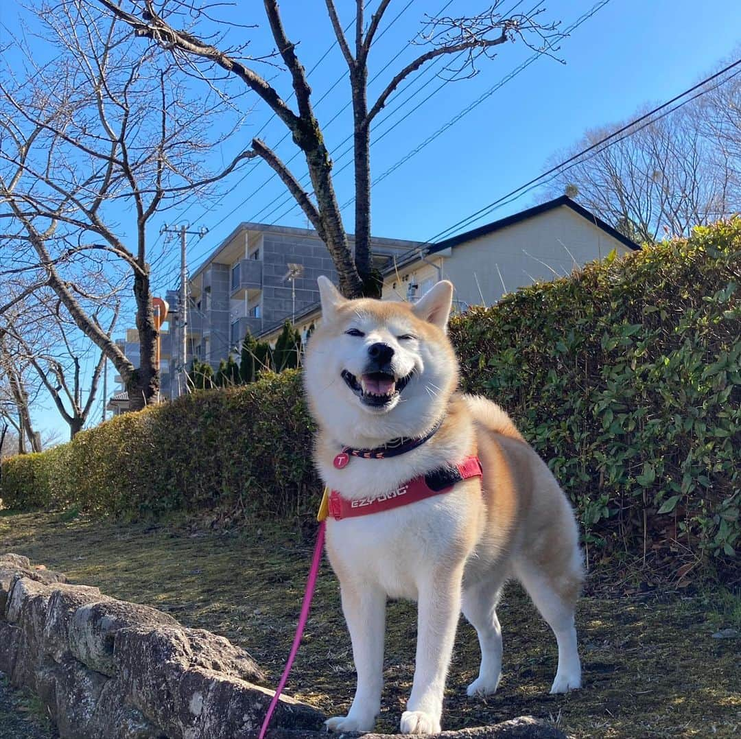 てんパパのインスタグラム