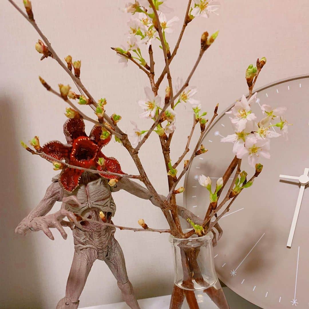 加藤里保菜さんのインスタグラム写真 - (加藤里保菜Instagram)「桜咲いた！デモゴルゴンも咲いた！」2月16日 18時20分 - rihonyan103
