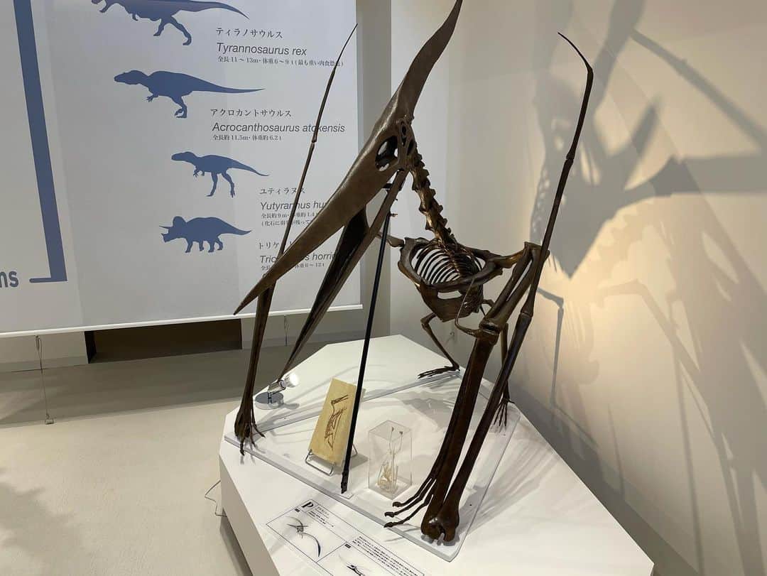 【公式】東京コミュニケーションアート専門学校ECOさんのインスタグラム写真 - (【公式】東京コミュニケーションアート専門学校ECOInstagram)「.﻿ ﻿ 卒業・進級制作発表会﻿ 『we are TCA ECO 2021』の様子を﻿ ご紹介します💁🏻‍♀️﻿ ﻿ 第３校舎博物館﻿ 化石展示・恐竜解説🦖﻿ ﻿ たくさんの化石の展示や﻿ 迫力のある恐竜の骨格🦴﻿ ﻿ 恐竜&レプタイルズ専攻の学生さんが﻿ 博物館を徹底解説🦕﻿ ﻿ ・－・－・－・－・－・－・－・－・﻿ ﻿ 学校説明会やオープンキャンパスも実施しております🏫﻿ ぜひご参加ください🗣﻿ ﻿ ・－・－・－・－・－・－・－・－・﻿ ﻿ #tca東京eco動物海洋専門学校 #tcaeco #動物 #海洋 #ペット#自然環境#恐竜#専門学校#卒業進級制作発表会#卒業制作#進級制作#発表会#発表#wearetcaeco#wearetca#weare#化石展示#化石#恐竜解説#オープンキャンパス#oc#進路」2月16日 18時20分 - tca_eco