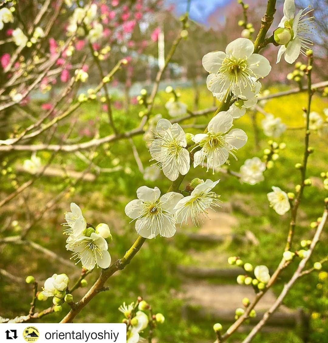 西条市さんのインスタグラム写真 - (西条市Instagram)「視界に入ってくるモノに 暖色系が増えました🐞  #Repost @orientalyoshiy (@get_repost) ・・・ 少しずつ春が近づいてる感じ🌸✨ #愛媛 #西条 #市民の森 #梅 #花 #flowers #春 #spring #菜の花 #空 #青 #綺麗 #beautiful #色 #color #lovesaijo #lovesaijoじかん #saijo #japan #goodmorning #instagood #写真 #pic #写真好きな人と繋がりたい #shikokucameraclub」2月16日 18時22分 - lovesaijo