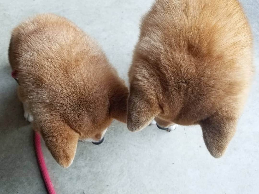 柴犬たま Shibainu Tamaさんのインスタグラム写真 - (柴犬たま Shibainu TamaInstagram)「可愛い後頭部❤️  もちろん見つめる先はオヤツです😁💡  Caption trans🇬🇧 Pretty back of the head❤️ Of course, it's the snacks they're staring at😁💡  #柴犬たま #たママ #たまーば #たま家族 #柴犬ミケ #ミケママ #仲良し親子 #ふわもこ #後頭部フェチ #愛らぶ後頭部 #全力待機 #食いしん坊親子 #親子シンクロ #シンクロ #かなりひし形 #柴犬 #shiba #shibainu #shibastagram #犬 #dog #多頭飼い」2月16日 18時34分 - tama7653