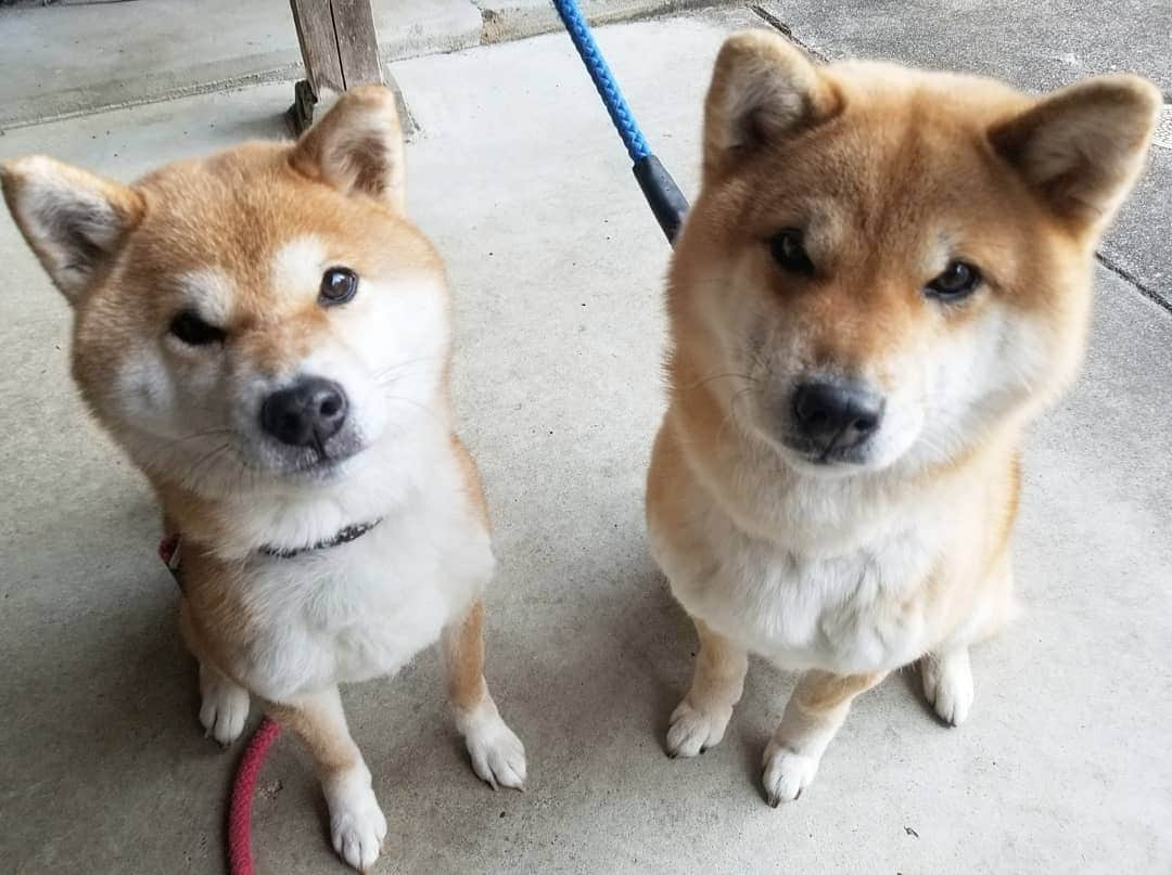 柴犬たま Shibainu Tamaさんのインスタグラム写真 - (柴犬たま Shibainu TamaInstagram)「可愛い後頭部❤️  もちろん見つめる先はオヤツです😁💡  Caption trans🇬🇧 Pretty back of the head❤️ Of course, it's the snacks they're staring at😁💡  #柴犬たま #たママ #たまーば #たま家族 #柴犬ミケ #ミケママ #仲良し親子 #ふわもこ #後頭部フェチ #愛らぶ後頭部 #全力待機 #食いしん坊親子 #親子シンクロ #シンクロ #かなりひし形 #柴犬 #shiba #shibainu #shibastagram #犬 #dog #多頭飼い」2月16日 18時34分 - tama7653