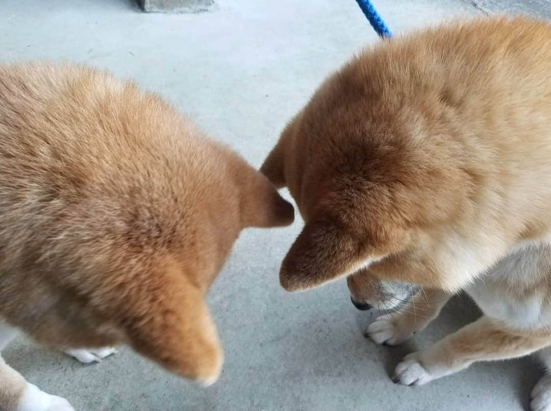 柴犬たま Shibainu Tamaさんのインスタグラム写真 - (柴犬たま Shibainu TamaInstagram)「可愛い後頭部❤️  もちろん見つめる先はオヤツです😁💡  Caption trans🇬🇧 Pretty back of the head❤️ Of course, it's the snacks they're staring at😁💡  #柴犬たま #たママ #たまーば #たま家族 #柴犬ミケ #ミケママ #仲良し親子 #ふわもこ #後頭部フェチ #愛らぶ後頭部 #全力待機 #食いしん坊親子 #親子シンクロ #シンクロ #かなりひし形 #柴犬 #shiba #shibainu #shibastagram #犬 #dog #多頭飼い」2月16日 18時34分 - tama7653