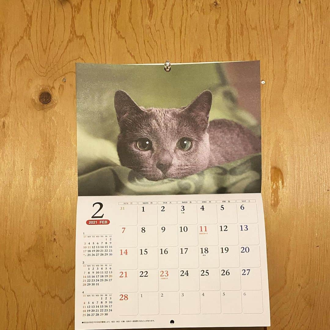 沙田瑞紀さんのインスタグラム写真 - (沙田瑞紀Instagram)「🐱 動物病院でいただいた カレンダー 今月のねこんぼうかわいい〜🥲💘  うちのねこは りぼんとりぼんの間に挟まって 落ち着いてました。変な生き物だな〜  #ねこすたぐらむ」2月16日 18時48分 - mizuki_masuda