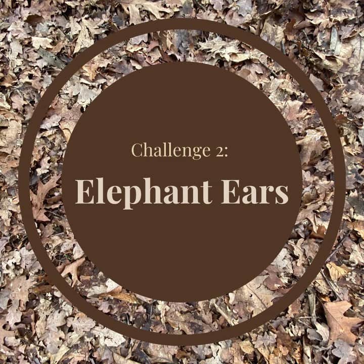 クラレンス邸のインスタグラム：「🥾 The #PoWNatureChallenge continues...   Next up, Ruth from @elephantfamily is ‘tusking’ you to look up to the trees on your daily walk and to use your imagination! 🐘  Can you spot any branches that remind you of elephant trunks? Perhaps you can find leaves that look like ears! 🌳 You could try using a wax crayon or pencil to get a bark rubbing to add some texture to your elephant artwork! 🖍️🐘  Show us your creative responses by tagging @clarencehouse alongside #PoWNatureChallenge. 📸📱   Founded by The Duchess of Cornwall’s late brother Mark Shand, The Prince of Wales and The Duchess of Cornwall have been joint Presidents of @elephantfamily since 2014. The charity works to help save the endangered Asian elephant from extinction; protecting habitat, preventing conflict and reconnecting their forest homes. 🐘」