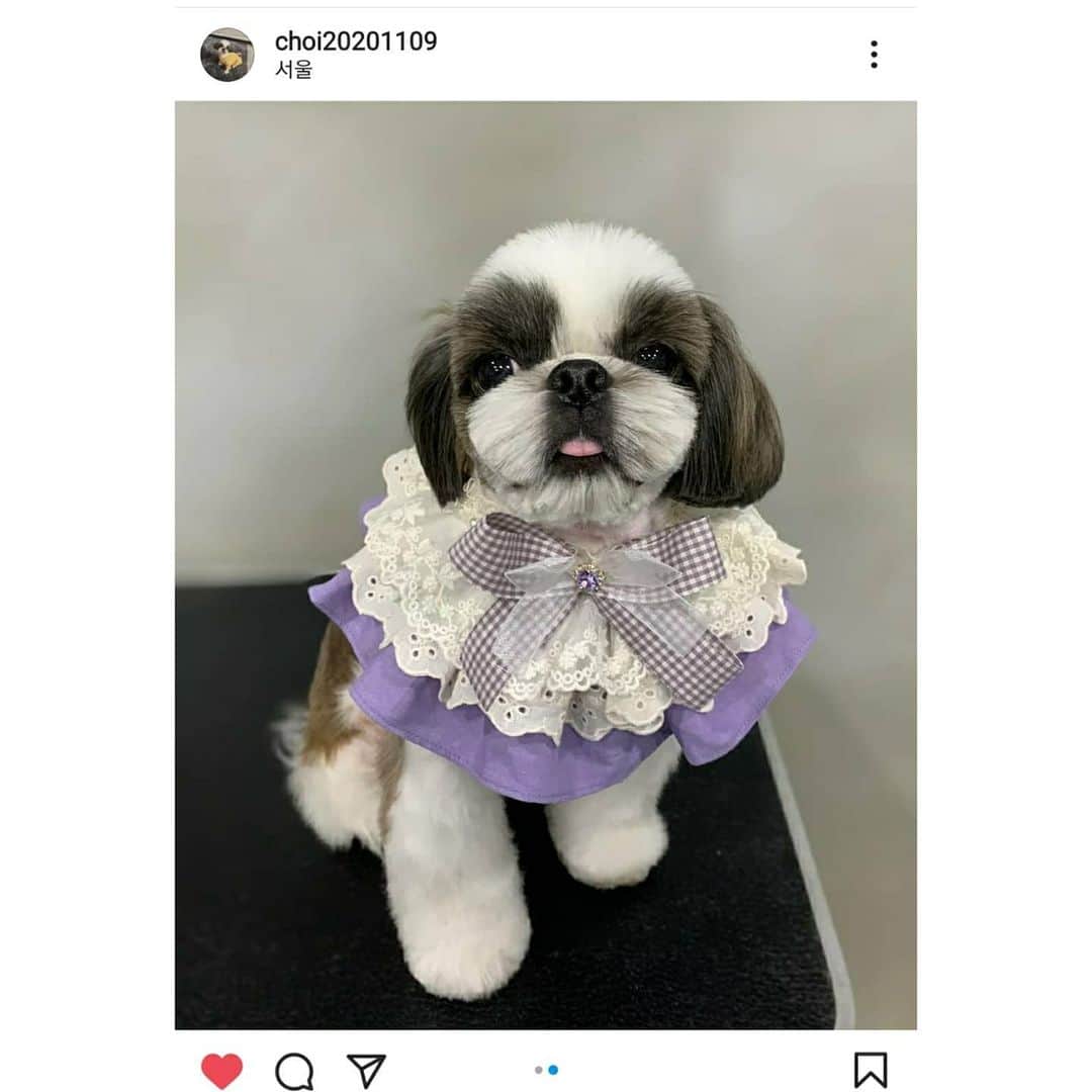シム・ウンジンのインスタグラム：「#곱개  오늘 초이는 아주 고급진 스킬을 자랑하는 #곱개 에서 미용을 했는데, 심지어 예쁘게 사진까지 찍어서 보내주심:)  너무 예쁘고 감사해서 흥분한 나머지 초이계정 (@choi20201109 )에 사진을 올리고, 스크린캡쳐까지 해가며 올리는 피드.😂😂😂  몇시간 전까지 #머털도사 였던 초이가  급 럭셔리하게 변했다. 곱개!! 감사해요!!」