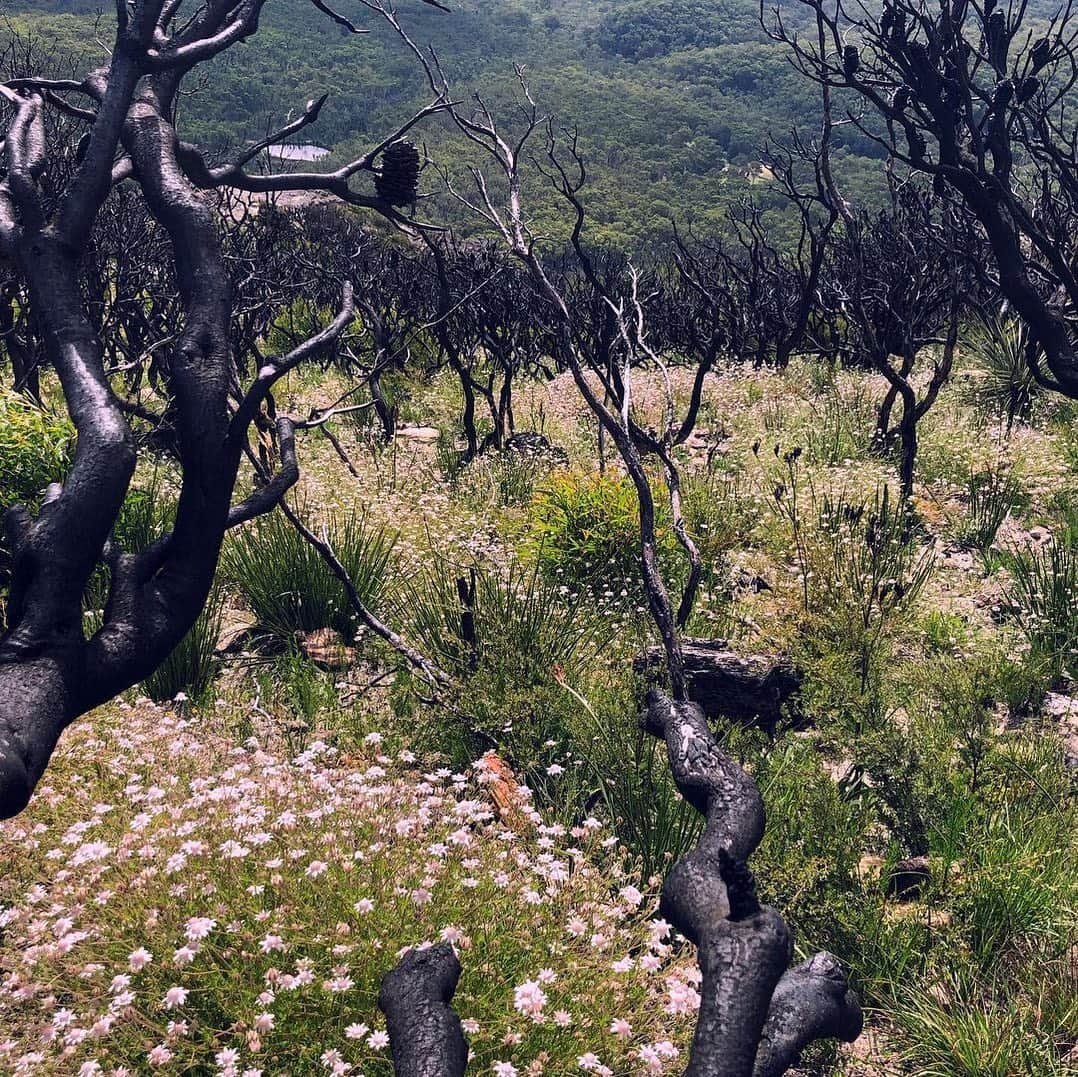 Australiaさんのインスタグラム写真 - (AustraliaInstagram)「Nature’s silver (or in this case, pink) lining 🌸 💕 @abaikingu has captured the beautiful sea of pink #FlannelFlowers that is currently sweeping across @visitnsw's #BlueMountains region from #Katoomba to #Newnes. These extra special natives only bloom after a fire (the smoke triggers germination) making them a colourful sign of resilience after the 2020 bushfires. They will only last a few months, so it seems nature is serving up a (very pretty) once in a lifetime experience. #seeaustralia #bluemtsaus #NewSouthWales #holidayherethisyear」2月16日 19時01分 - australia