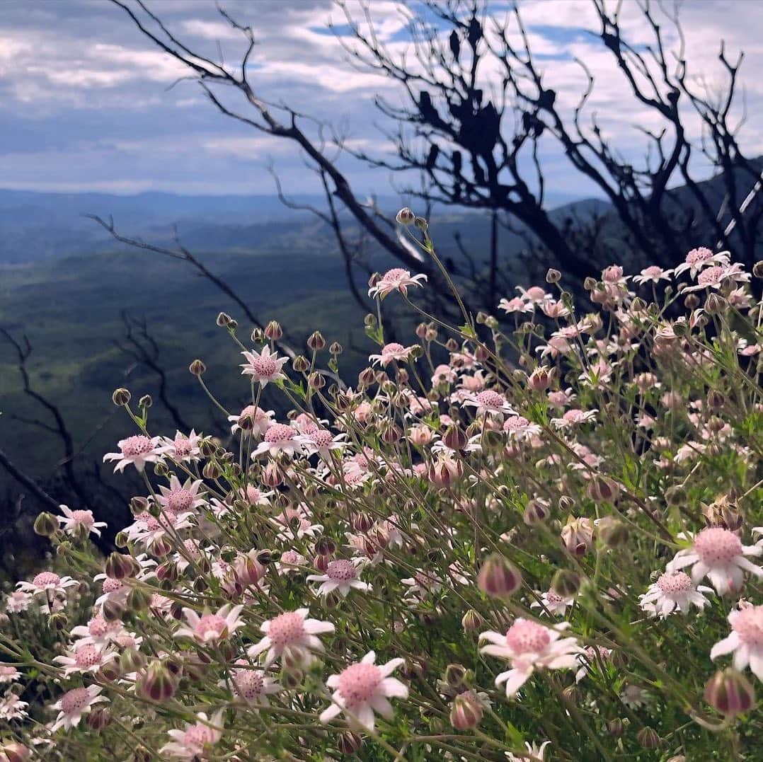 Australiaさんのインスタグラム写真 - (AustraliaInstagram)「Nature’s silver (or in this case, pink) lining 🌸 💕 @abaikingu has captured the beautiful sea of pink #FlannelFlowers that is currently sweeping across @visitnsw's #BlueMountains region from #Katoomba to #Newnes. These extra special natives only bloom after a fire (the smoke triggers germination) making them a colourful sign of resilience after the 2020 bushfires. They will only last a few months, so it seems nature is serving up a (very pretty) once in a lifetime experience. #seeaustralia #bluemtsaus #NewSouthWales #holidayherethisyear」2月16日 19時01分 - australia