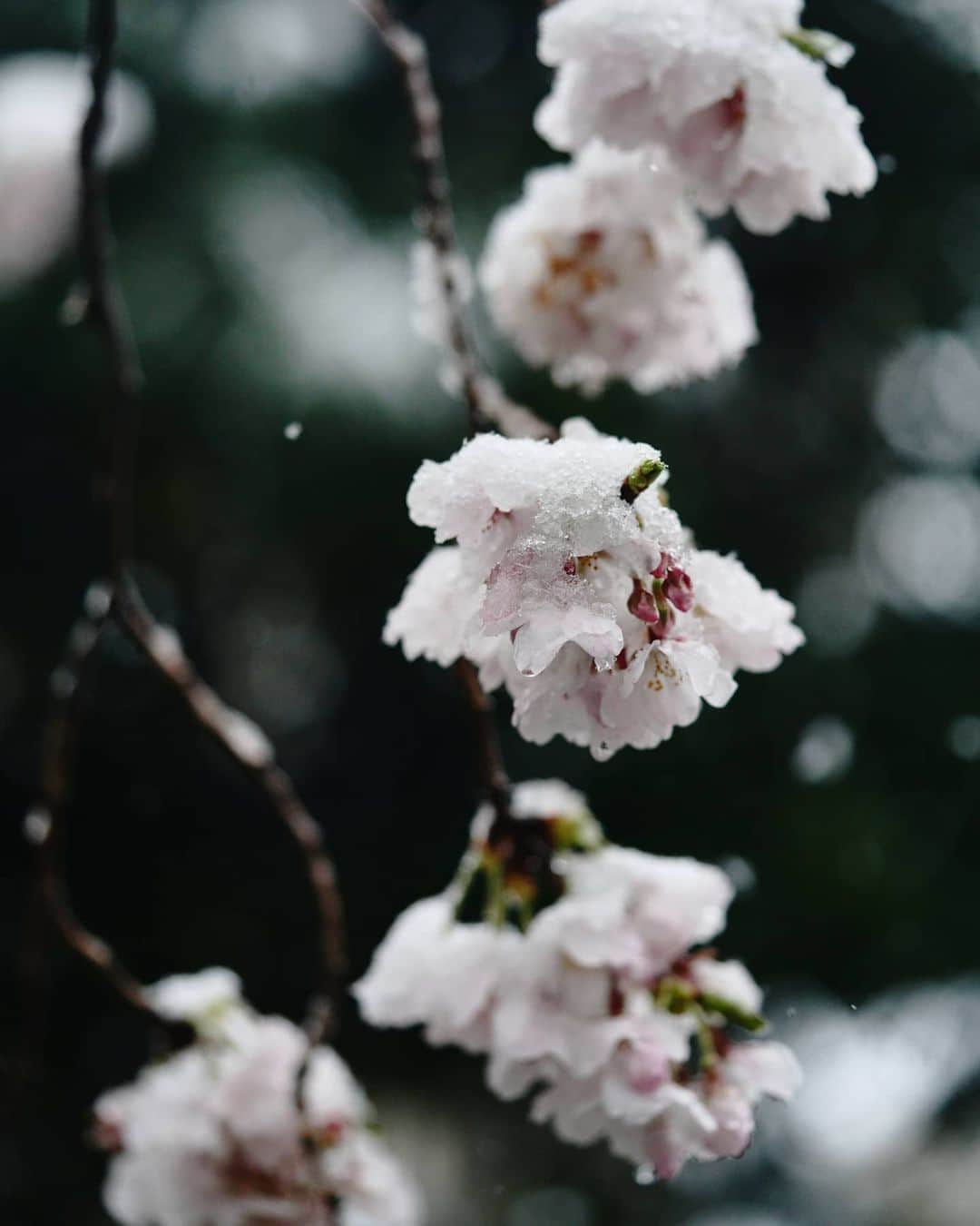 6151さんのインスタグラム写真 - (6151Instagram)「雪と桜」2月16日 19時02分 - 6151