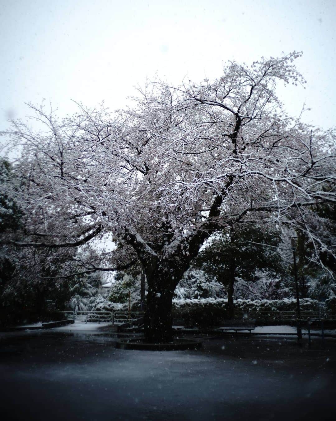 6151のインスタグラム：「雪と桜」