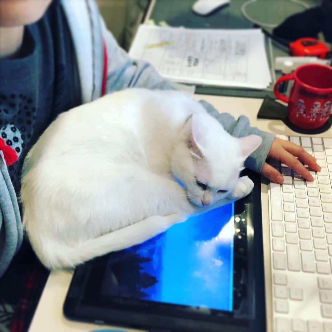 水谷さるころのインスタグラム：「絵を描かない作業の時は、まぁ、これでもいいんですけどね…。#おファルにゃん」