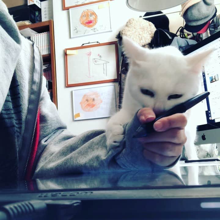 水谷さるころのインスタグラム：「今日のおファルにゃん。なぜそんなに邪魔するんですか。家事しててもご飯食べてても怒らないけど、絵を描き始めるとめちゃくちゃ怒る。　#おファルにゃん」