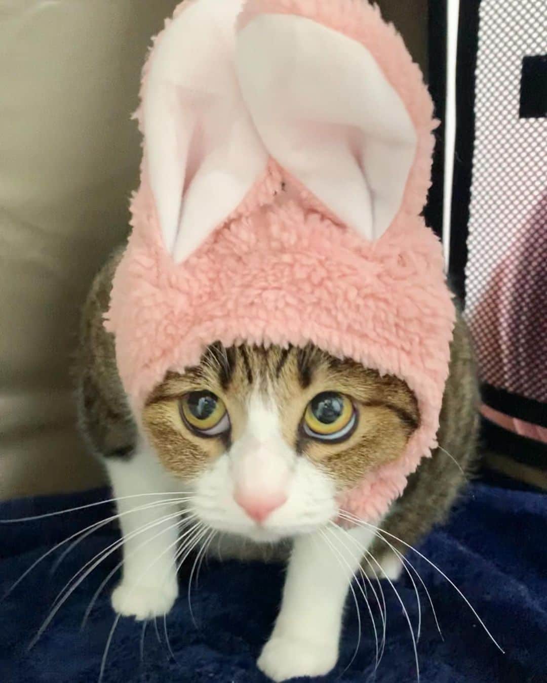 すずめくんのインスタグラム：「🐰💗  そういえば、うーさんウサギを載せていないことに気付いたの。🐇🐇🐇  すーさんウサギは前に載せたよねっ！🐱💖  #うさぎ  #ねこ #ほっかむり   Rabbit cat🐇❤️」