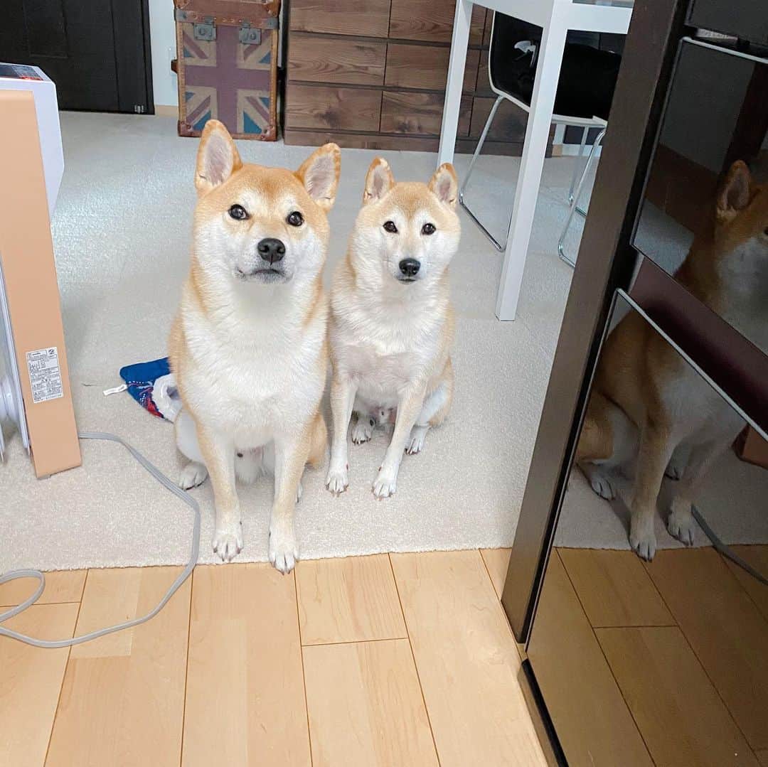 柴犬Mamesuke・Korosuke??大阪さんのインスタグラム写真 - (柴犬Mamesuke・Korosuke??大阪Instagram)「🐱🐻👶🏻 🐾----*----*----*----*🐾 ①ちょっと待って〜😂 確実にコロちゃん大きくなってるよね😂 ②遠近法もあるかもやけど、いや、大きくなってる。。 それか、豆ちゃんが小さくなったのか、、😅 🐾----*----*----*----*🐾 #MameKoro #豆コロ #柴犬と赤ちゃん #犬と赤ちゃん  #乳児 #チャリちゃん見守り隊 #子守犬 #豆柴 #柴犬 #赤柴 #豆介 #コロ介 #shibagram #shibastagram #shibainu #shiba #🐕📷」2月16日 19時09分 - mame_suke_i