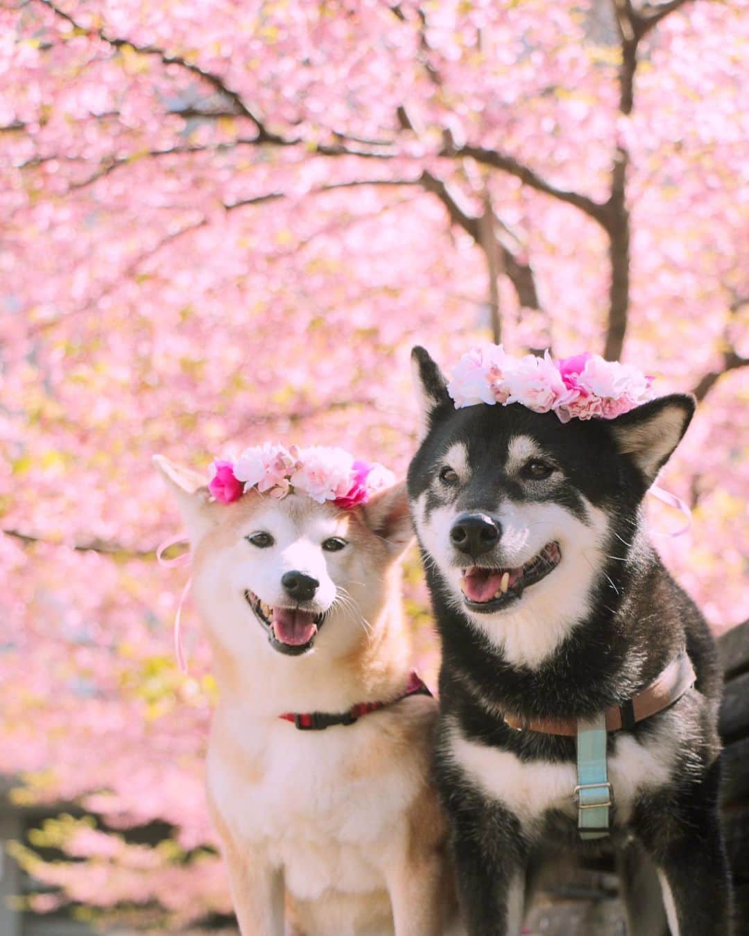 柴犬 けんしろう ゆりあのインスタグラム：「🐶🌸🐶  ストーリーズを見て下さった方には ご心配おかけしてます🙏  2/14の夜からけんちゃんの血尿が朝方まで5回続いて(血尿というより出血ってくらい真っ赤でした😭)2/15朝イチで病院で尿検査。膀胱炎でした。抗生剤と止血剤が処方され、今後も続くようならもっと詳しく検査をすることになりました。昨日から今朝まで水分をたくさんとってくれておしっこもたくさん出してくれたので(けんちゃん偉すぎる🥺)体外へ菌をまずまず出せているかな。通院後10回排尿があってそのうちの2回だけ薄い血尿が出てます。いろいろ出てくるお年頃、タフに向き合っていかねばですね！相談にのってくれたシニア犬スペシャリストの友人たちに感謝🙏おちょび、一緒にがんばろうぬ！  今iPhoneのマイアルバムは絶対誰にも見せられません。なぜなら、けんちゃんのおしっこ画像がすし詰めに並んでるから😎前にゆりあの肛門ばかりがすし詰めだったこともあったっけ😎😎私の変態アルバム、絶対人に見せられません😎😎😎 . . postだけでも穏やかなにぴきを〜🌸 さぁ、ダッシュで帰ろう💨 . . Location:Chiba(2018年撮影)」