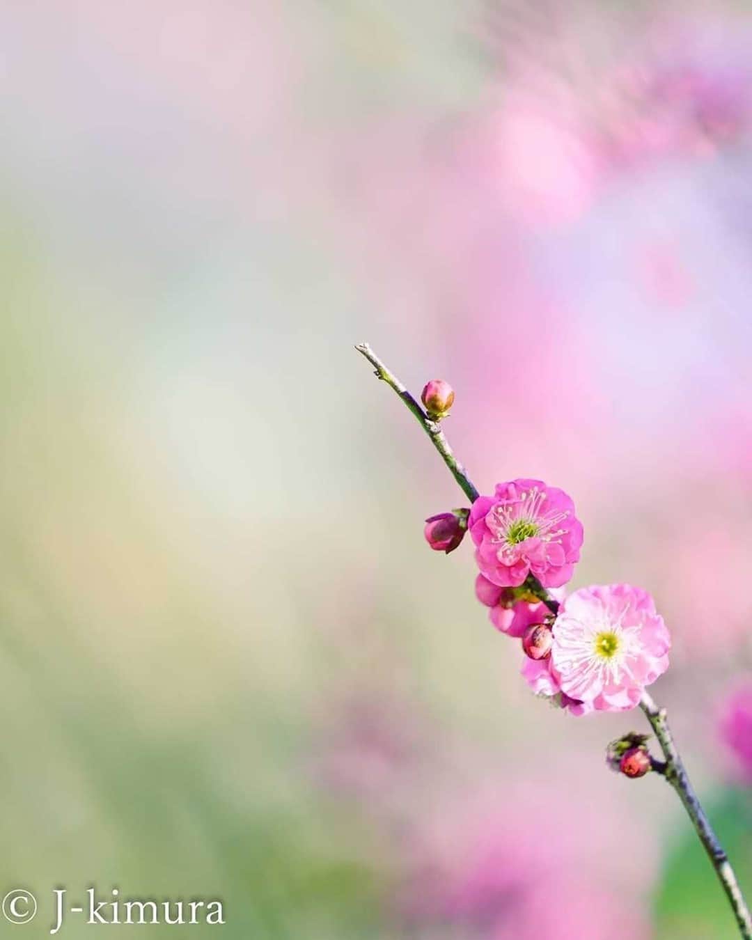 花の写真館のインスタグラム：「Photo by 木村順一.⠀ .⠀ Original Post[投稿いただいたURL]⠀ https://www.facebook.com/photo.php?fbid=1559557441099518⠀ .⠀ 本アカウントは、 #私の花の写真 をつけてInstagramに投稿された皆さまの花の写真や、「花の写真館」Facebookページで投稿された花の写真を紹介します。⠀ 「花の写真館」Facebookページは、「 @floral.photograph 」のプロフィールにあるURLからご覧ください。⠀ .⠀ ※各自、政府、自治体など公的機関の指示に従った行動をお願いします。⠀⠀ 東京カメラ部および分室では、写真を「見る楽しみ」を提供することを通して、微力ながら皆様にわずかな時間でも癒しをお届けしたいと思っております。⠀ ※本アカウントは東京カメラ部がFacebook、Instagramのサービスを利用して運営しているもので、Facebook社・Instagramとは一切関係ありません。⠀ .⠀ #花の写真館 #floralphotograph #floralphoto #flower #flowers⠀ Follow: @floral.photograph」