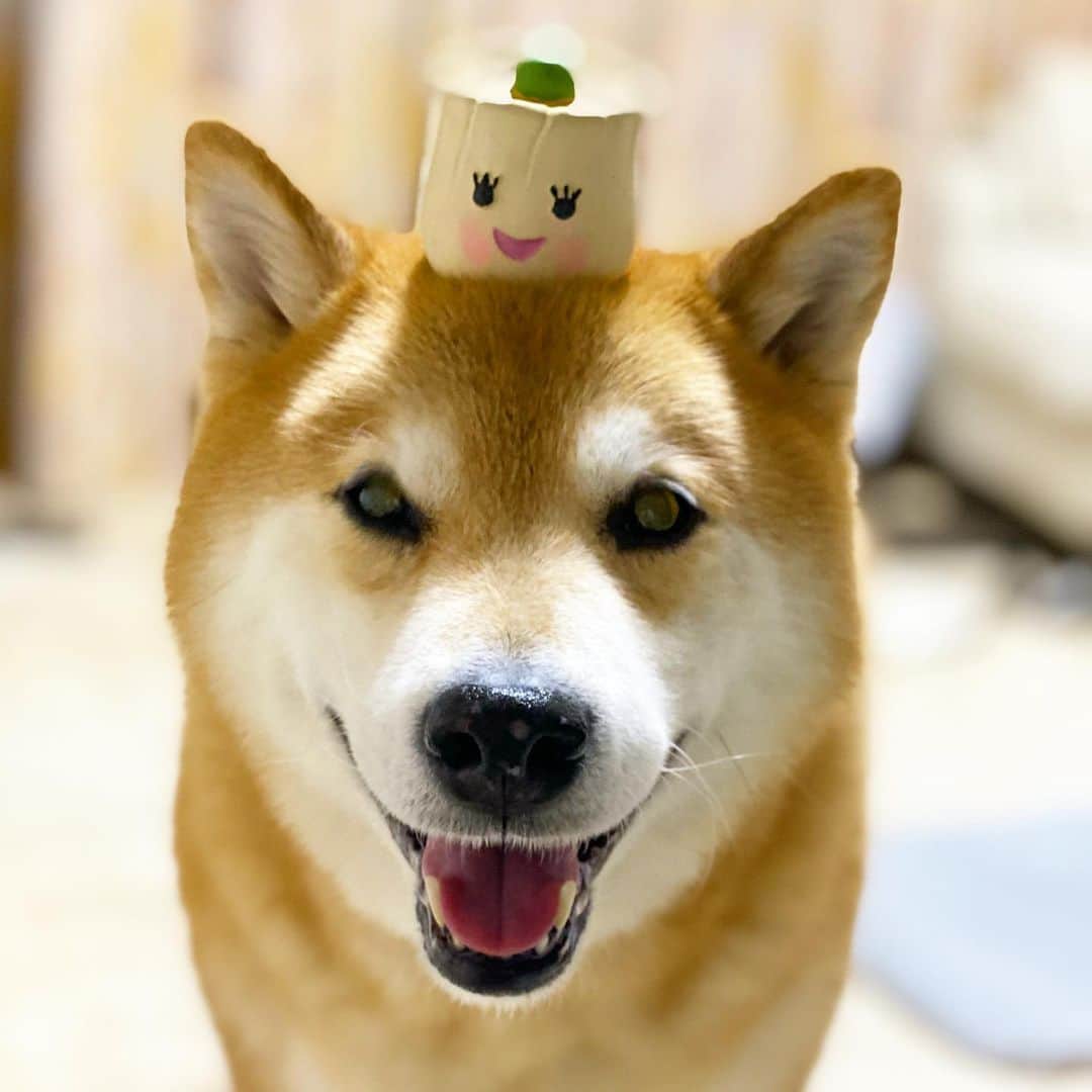 まる（まるたろう）のインスタグラム：「Welcome back!!✨🐶😊✨パパおかえり〜 #何その顔 #ヨダレ垂らしちゃって🙄 #もしかして #シウマイ弁当思い出したでしょ #ダメだよ #あとで裏に呼び出されるよ #シューちゃんに」