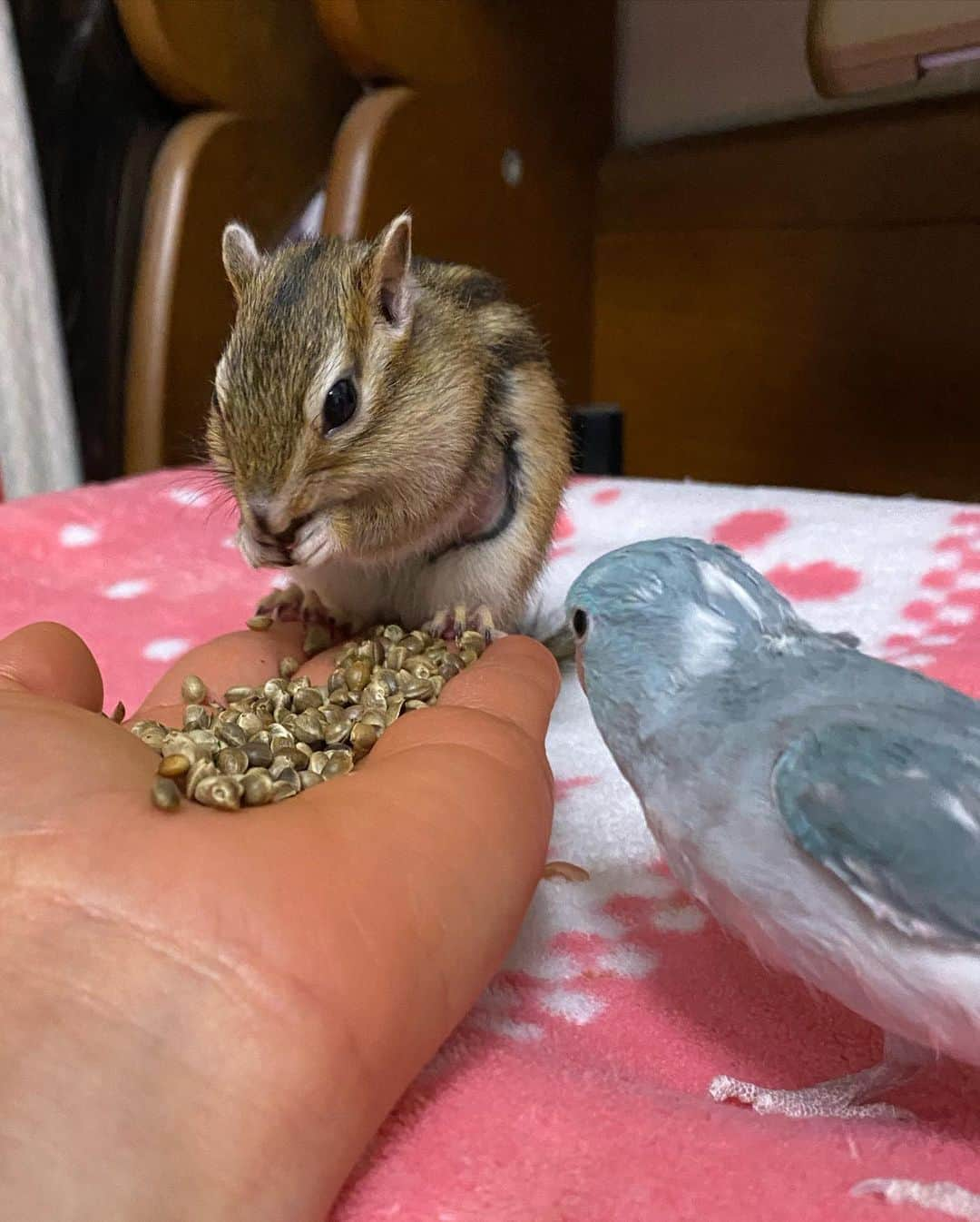 peace_0322さんのインスタグラム写真 - (peace_0322Instagram)「#リス#シマリス#インコ#マメルリハインコ#ふわもこ部 麻の実食べてたら😰 瑠璃ちゃん登場🥺 僕は1人でゆっくり食べたいの」2月16日 19時37分 - peace_0322