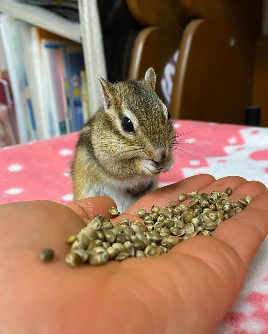 peace_0322さんのインスタグラム写真 - (peace_0322Instagram)「#リス#シマリス#インコ#マメルリハインコ#ふわもこ部 麻の実食べてたら😰 瑠璃ちゃん登場🥺 僕は1人でゆっくり食べたいの」2月16日 19時37分 - peace_0322