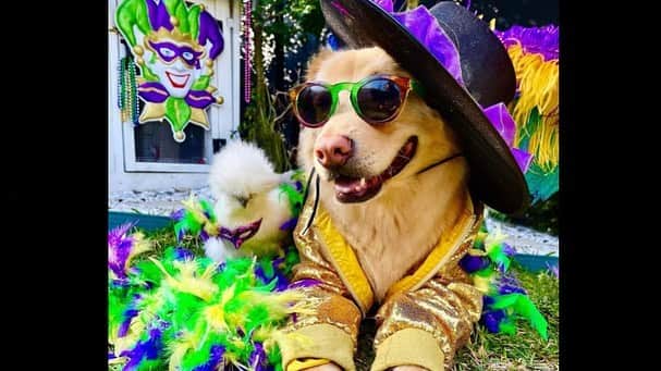 DogsOf Instagramさんのインスタグラム写真 - (DogsOf InstagramInstagram)「“Beads and bling, it’s a Mardi Gras Coop Carnival! Laissez les bons temps rouler!!! 💛💚💜📿🎉 ✨” — @silkiechickenchic   🎶: Professor Longhair - Go To The Mardi Gras   #fattuesday #mardigras #mardigras2021 #dogsofinstagram」2月17日 1時08分 - dogsofinstagram