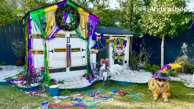 DogsOf Instagramのインスタグラム：「“Beads and bling, it’s a Mardi Gras Coop Carnival! Laissez les bons temps rouler!!! 💛💚💜📿🎉 ✨” — @silkiechickenchic   🎶: Professor Longhair - Go To The Mardi Gras   #fattuesday #mardigras #mardigras2021 #dogsofinstagram」
