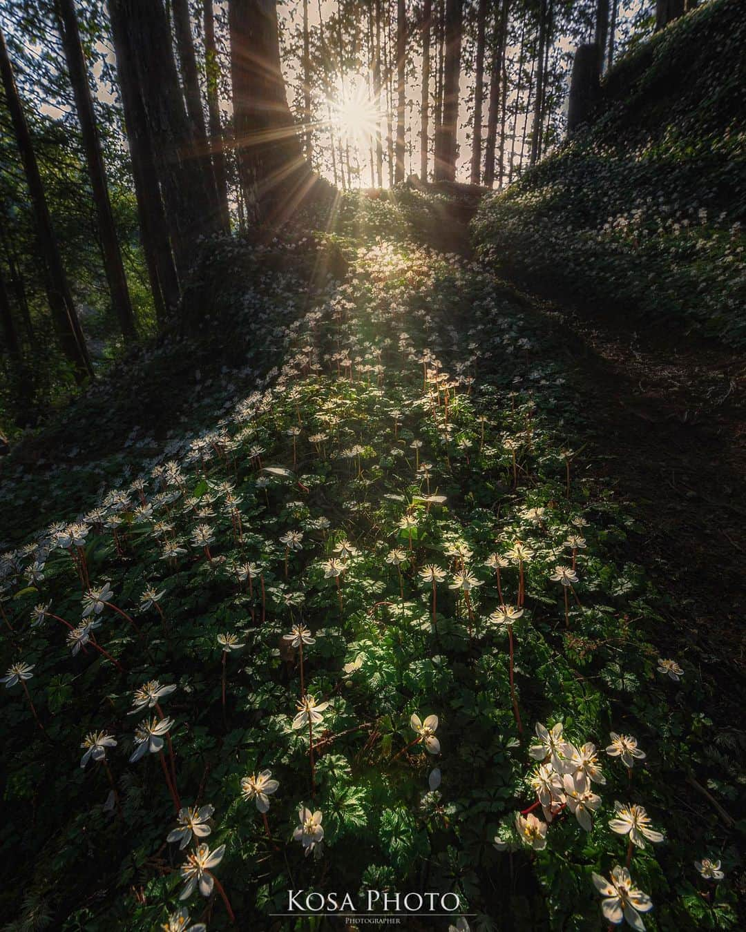 コサさんのインスタグラム写真 - (コサInstagram)「Sunrise バイカオウレンの森に朝日が差し込む☀️ 美しい光景でした📸 . Location:日本 / Japan🇯🇵 Date:2021年2月 . #バイカオウレン #梅花黄蓮 #ip_blossoms #はなまっぷ #私の花の写真 #wp_flowers #ip_for_blossoms #Impressive_gallery #light_nikon #sorakataphoto #tokyocameraclub #team_jp_ #photo_jpn #ptk_japan #bestjapanpics #Lovers_Nippon #YourShotPhotographer #special_spot_legend #広がり同盟メンバー #LBJ_Legend #乗り越えようnippon #ニコン #写真は私の原動力 #arrowsあなたが夢中な世界 #Japan_Daytime_View #jgrv_member #1x_japan #Rox_Captures #s_shot #nipponpic_member」2月16日 19時47分 - kosa_photo