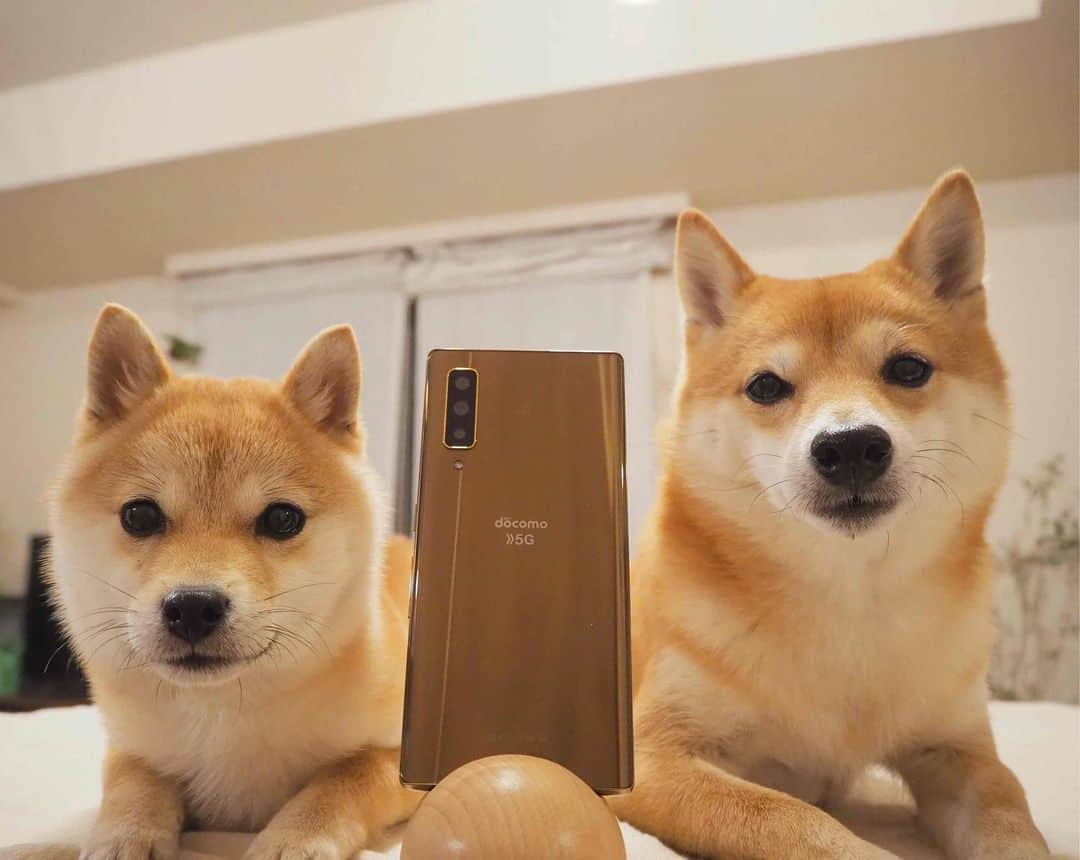 豆柴にこちゃんさんのインスタグラム写真 - (豆柴にこちゃんInstagram)「🐶📱 にこたま、この度、 androidスマホ『arrows』 のアンバサダーに就任しました✨  アンバサダーってなんかカッコいい響き…😍  arrows NX9 F-52Aは カメラや写真加工の機能が充実してるから、 にこたまの映え写真を撮れるように がんばります💪  ワンコの撮影におすすめの機能は 今後紹介していくね📸😉  すでに気に入ってるのは、逆光に強いところ🌞‼️  我が家のリビングは南向きで 日中は部屋に日光入りまくり。  カーテン開けてると逆光で被写体が 真っ暗になりやすいのだけど、 arrows NX9はたまがちゃんと明るく写った😚 （2枚目の写真はarrows NX9 F-52Aで撮影）  ちなみに❣️ arrows NX9 F-52Aは 泡タイプのハンドソープで洗えて、 アルコール除菌もできるので 毎日素手で触りまくりのスマホを 清潔に保てるんだよ🛀  #PR #arrows #arrrowsNX9 #PHOTO #4つの快適が加速するキャンペーン」2月16日 19時48分 - nikochan.mame48