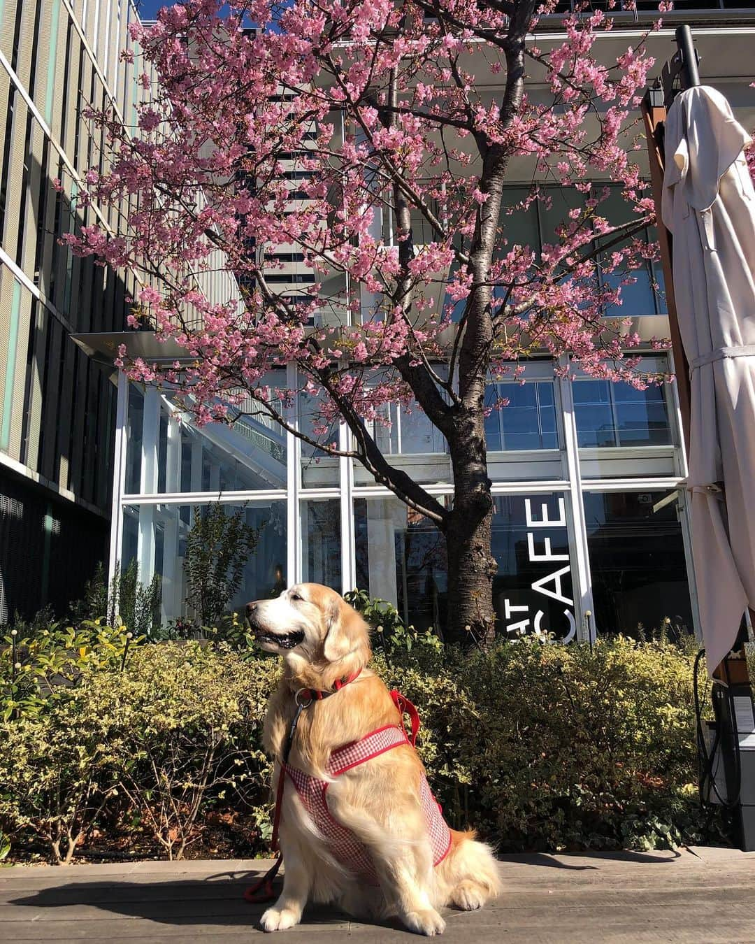 高橋ひとみさんのインスタグラム写真 - (高橋ひとみInstagram)「暖かい快晴の空の下、お父さんとデート🐾」2月16日 20時06分 - hitomi_momoe