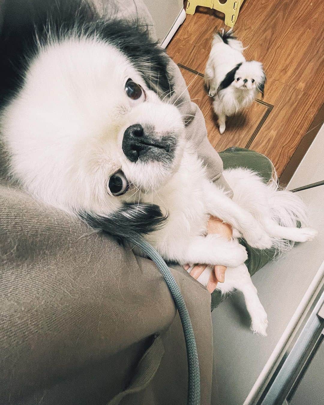 juntowaのインスタグラム：「広角だからたらちゃんの頭伸びてる。#抱っこ#抱き心地良し」