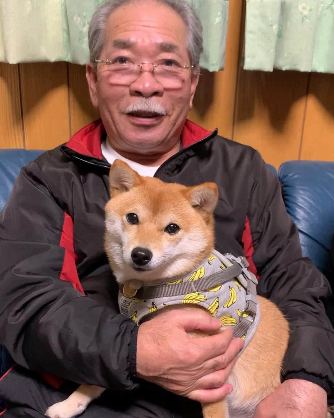 豆柴 サニーちゃんさんのインスタグラム写真 - (豆柴 サニーちゃんInstagram)「. . HELLO〜こんばんわん🐻🐶👨🏻‍🦳 . 昨日の実家にて🍀 ストーリーにちょくちょく登場の お父さん顔出し🤣🤣 . 🐶ラムちゃんとお父さん ①動画だよwww ②お父さん楽しそう😆 自分のスマホケースに 柴ちゃんの飾りついてるの使ってる。 ラムちゃんらしい🤣 ③可愛いふたり💕 . 🐻サニちゃんとお父さん ④ぺろぺろしちゃう 実家に帰ると毎回するよ 嬉しいようなやめてほしいような〜 ⑤可愛いふたり💕 . お父さんも昔から犬好き🐕 田舎で外飼いだったから こうやって家の中で遊んだりしなかったけど 今は、デレデレで遊んでくれるよ💕 . 何回見ても笑っちゃうな〜😊 . . #さにらむとお父さん #犬好きな父 #スマホケースに柴犬ついてる #そんなの使ってるの知らなかった #可愛い #長生きしてね #72歳 . #柴犬#豆柴 #赤柴#豆柴子犬#まめしば#いぬのきもち #サンデイ#サンデイいぬ組#anicas#shiba_snap #shibainu#shiba#mameshiba#shibastagram #9gag#9gagpets#weeklyfluff #豆柴サニーちゃん#豆柴ラムちゃん #さにらむ#さにらむ2021」2月16日 20時32分 - sunny_rei_32