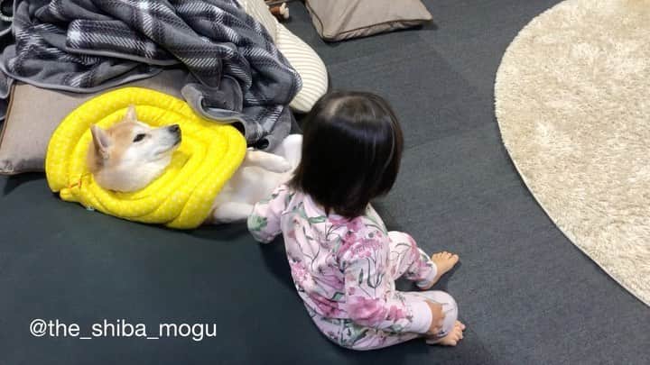 Moguのインスタグラム：「. 子分②が隣でテレビを観るのかと思ったらまさかの枕にされて焦ったなの。 #子分の言うにゃんにゃんはもぐのこと . @the_shiba_mogu  #柴犬 #shibainu #shiba#赤柴 #redshiba#犬 #dog#しばいぬ#nannydog#犬と子供#子供と犬#柴犬と子供#柴#赤ちゃんと犬#犬と赤ちゃん#柴犬と赤ちゃん#赤ちゃんと柴犬#柴犬のいる暮らし#子守犬」