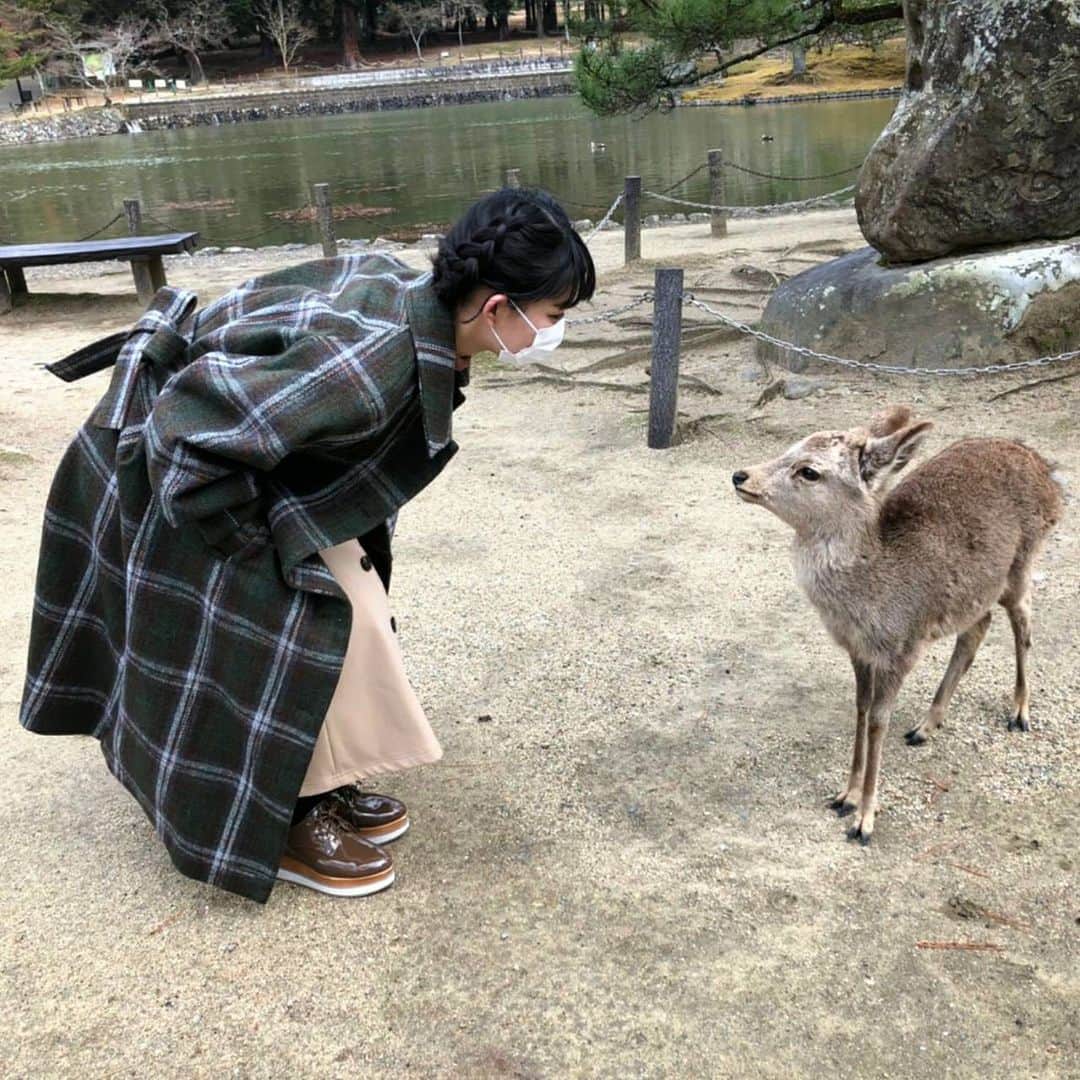 のインスタグラム：「💚@negishikaren_official 次回のムチャミタス〜👌🦌 テレビ大阪📺☀️11:00〜🙋‍♀️ TVerでも！よろしくお願いします☺️ ※ ※ ※ #たこやきレインボー #たこ虹 #tacoyakirainbow #taconiji #根岸可蓮 #れんれん #Renstagram #奈良 #東大寺 #鹿 #ムチャミタス  #followme #instagood #れんれんドキドキでーす」