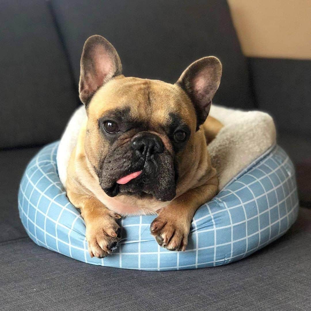 8crapさんのインスタグラム写真 - (8crapInstagram)「bleh 😕 - Hashtag #barkedtongueout on your doggo’s tongue out photos/videos and get a chance to be featured! - 📷 @henny.frenchie - #barked #tongueouttuesday #tot #👅 #😛 #dog #doggo #FrenchBulldog #Frenchie」2月16日 21時00分 - barked