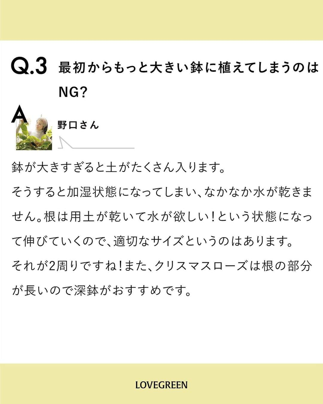 LOVEGREEN -植物と暮らしを豊かに。さんのインスタグラム写真 - (LOVEGREEN -植物と暮らしを豊かに。Instagram)「皆さんの質問をプロに聞いてきました！ 【クリスマスローズ｜鉢植えでの育て方】  園芸での悩みを誰に相談すればいいか分からない。 ネットで調べたいけど調べ方が分からない。  そんな方々に向けた新企画！皆さんから届いたお悩みを編集部がその道のプロの方々に質問させていただきます。  記念すべき第一回はクリスマスローズのパイオニア、花郷園の野口貴子さん（@kagoen_nursery）にお答えいただきました。  皆さんのお悩みにたくさん答えていただいています！  今回は「クリスマスローズの鉢植えでの育て方」にまつわるいろいろ。  ぜひ参考にしてみてください！  クリスマスローズの基本をおさえて、美しい花を楽しみましょう♪  他にもクリスマスローズについて、たくさんの質問をさせていただきました。詳しくはプロフィール(@lovegreen_official)のURLよりチェック 「Q＆A」から見てみてくださいね！」2月16日 21時01分 - lovegreen_official