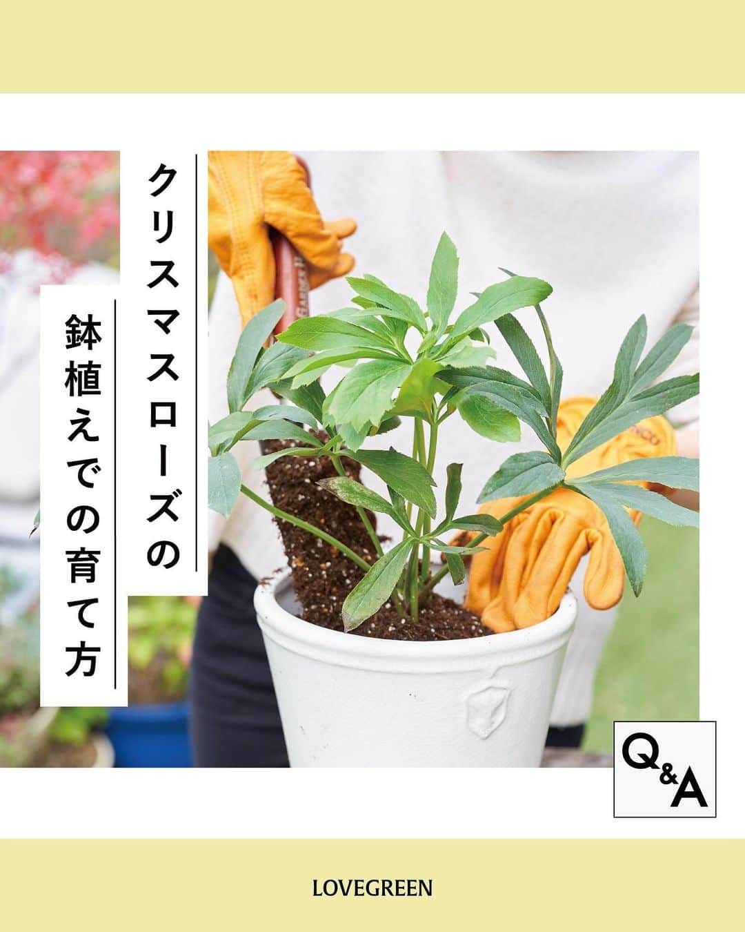 LOVEGREEN -植物と暮らしを豊かに。さんのインスタグラム写真 - (LOVEGREEN -植物と暮らしを豊かに。Instagram)「皆さんの質問をプロに聞いてきました！ 【クリスマスローズ｜鉢植えでの育て方】  園芸での悩みを誰に相談すればいいか分からない。 ネットで調べたいけど調べ方が分からない。  そんな方々に向けた新企画！皆さんから届いたお悩みを編集部がその道のプロの方々に質問させていただきます。  記念すべき第一回はクリスマスローズのパイオニア、花郷園の野口貴子さん（@kagoen_nursery）にお答えいただきました。  皆さんのお悩みにたくさん答えていただいています！  今回は「クリスマスローズの鉢植えでの育て方」にまつわるいろいろ。  ぜひ参考にしてみてください！  クリスマスローズの基本をおさえて、美しい花を楽しみましょう♪  他にもクリスマスローズについて、たくさんの質問をさせていただきました。詳しくはプロフィール(@lovegreen_official)のURLよりチェック 「Q＆A」から見てみてくださいね！」2月16日 21時01分 - lovegreen_official