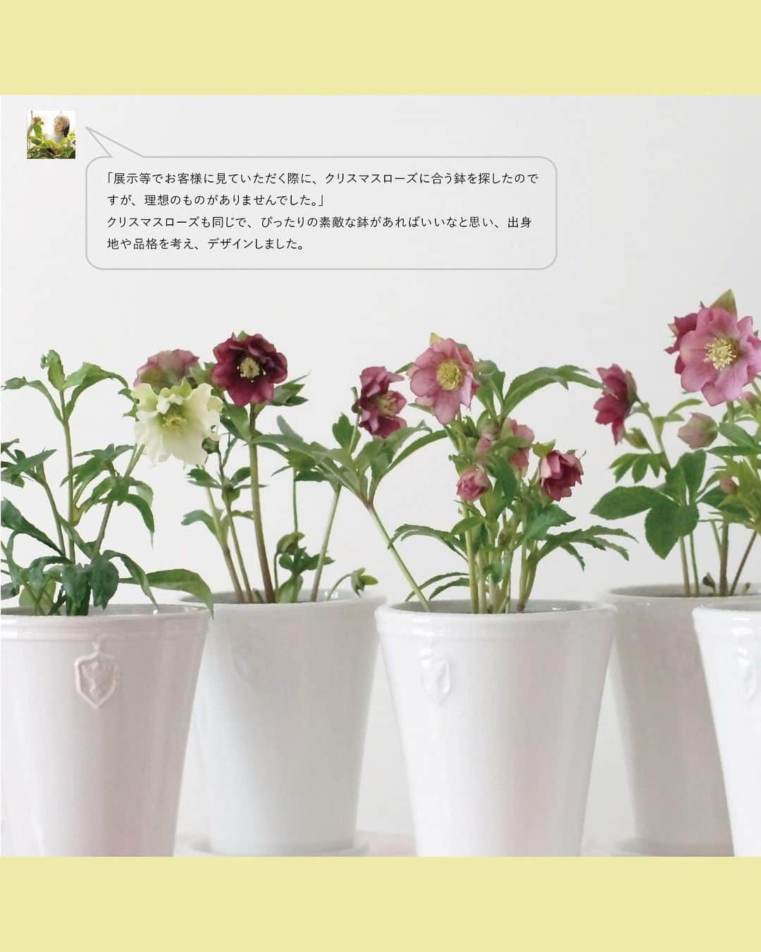 LOVEGREEN -植物と暮らしを豊かに。さんのインスタグラム写真 - (LOVEGREEN -植物と暮らしを豊かに。Instagram)「皆さんの質問をプロに聞いてきました！ 【クリスマスローズ｜鉢植えでの育て方】  園芸での悩みを誰に相談すればいいか分からない。 ネットで調べたいけど調べ方が分からない。  そんな方々に向けた新企画！皆さんから届いたお悩みを編集部がその道のプロの方々に質問させていただきます。  記念すべき第一回はクリスマスローズのパイオニア、花郷園の野口貴子さん（@kagoen_nursery）にお答えいただきました。  皆さんのお悩みにたくさん答えていただいています！  今回は「クリスマスローズの鉢植えでの育て方」にまつわるいろいろ。  ぜひ参考にしてみてください！  クリスマスローズの基本をおさえて、美しい花を楽しみましょう♪  他にもクリスマスローズについて、たくさんの質問をさせていただきました。詳しくはプロフィール(@lovegreen_official)のURLよりチェック 「Q＆A」から見てみてくださいね！」2月16日 21時01分 - lovegreen_official