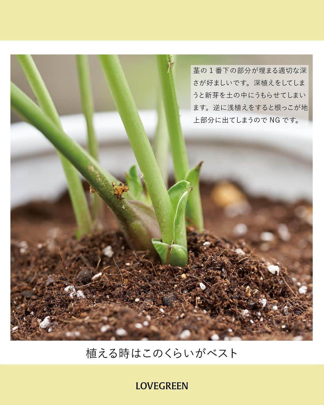 LOVEGREEN -植物と暮らしを豊かに。さんのインスタグラム写真 - (LOVEGREEN -植物と暮らしを豊かに。Instagram)「皆さんの質問をプロに聞いてきました！ 【クリスマスローズ｜鉢植えでの育て方】  園芸での悩みを誰に相談すればいいか分からない。 ネットで調べたいけど調べ方が分からない。  そんな方々に向けた新企画！皆さんから届いたお悩みを編集部がその道のプロの方々に質問させていただきます。  記念すべき第一回はクリスマスローズのパイオニア、花郷園の野口貴子さん（@kagoen_nursery）にお答えいただきました。  皆さんのお悩みにたくさん答えていただいています！  今回は「クリスマスローズの鉢植えでの育て方」にまつわるいろいろ。  ぜひ参考にしてみてください！  クリスマスローズの基本をおさえて、美しい花を楽しみましょう♪  他にもクリスマスローズについて、たくさんの質問をさせていただきました。詳しくはプロフィール(@lovegreen_official)のURLよりチェック 「Q＆A」から見てみてくださいね！」2月16日 21時01分 - lovegreen_official