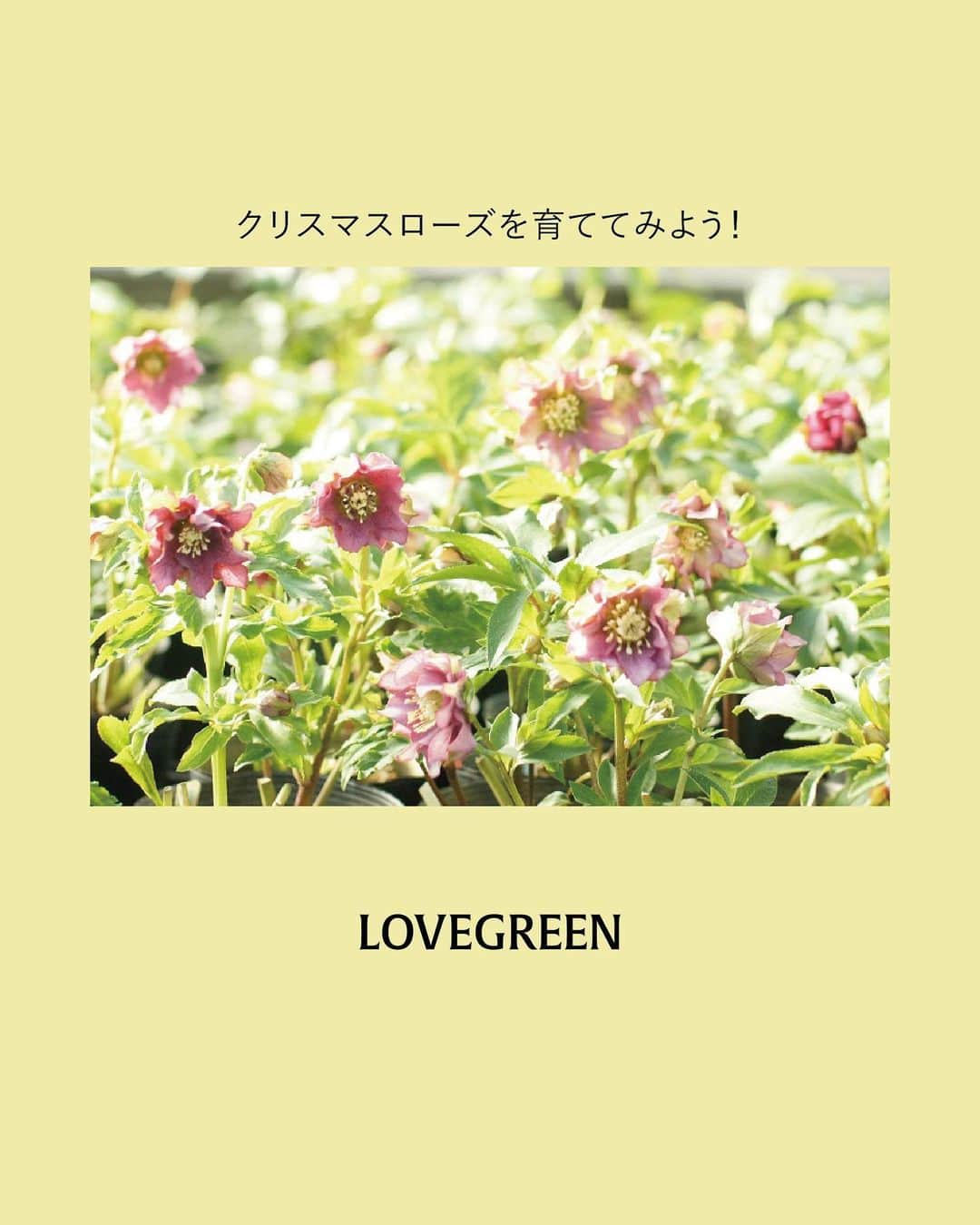 LOVEGREEN -植物と暮らしを豊かに。さんのインスタグラム写真 - (LOVEGREEN -植物と暮らしを豊かに。Instagram)「皆さんの質問をプロに聞いてきました！ 【クリスマスローズ｜鉢植えでの育て方】  園芸での悩みを誰に相談すればいいか分からない。 ネットで調べたいけど調べ方が分からない。  そんな方々に向けた新企画！皆さんから届いたお悩みを編集部がその道のプロの方々に質問させていただきます。  記念すべき第一回はクリスマスローズのパイオニア、花郷園の野口貴子さん（@kagoen_nursery）にお答えいただきました。  皆さんのお悩みにたくさん答えていただいています！  今回は「クリスマスローズの鉢植えでの育て方」にまつわるいろいろ。  ぜひ参考にしてみてください！  クリスマスローズの基本をおさえて、美しい花を楽しみましょう♪  他にもクリスマスローズについて、たくさんの質問をさせていただきました。詳しくはプロフィール(@lovegreen_official)のURLよりチェック 「Q＆A」から見てみてくださいね！」2月16日 21時01分 - lovegreen_official